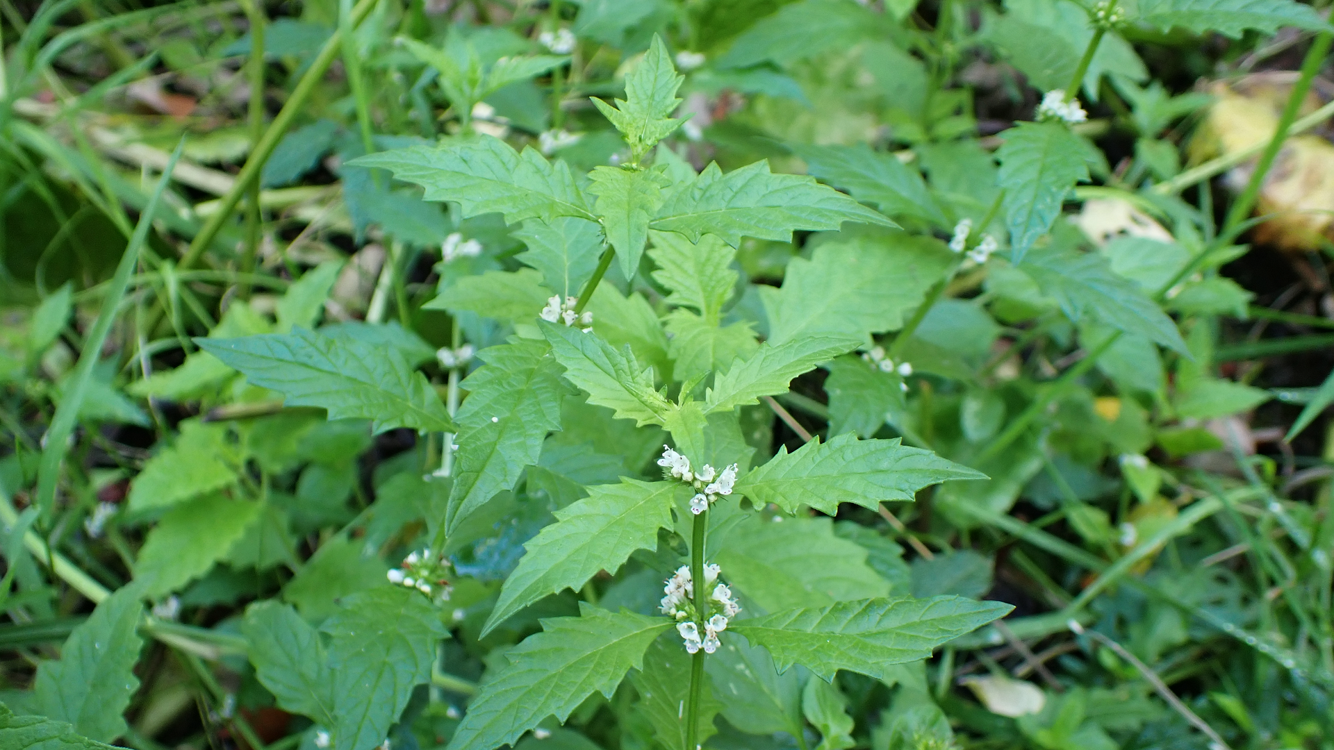 Gypsywort
Lycopus europaeus