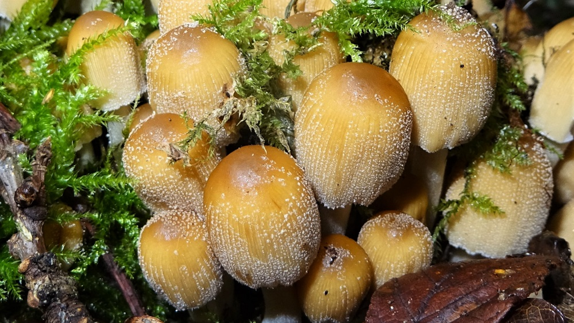 Glistening Inkcap
Coprinellus micaceus
