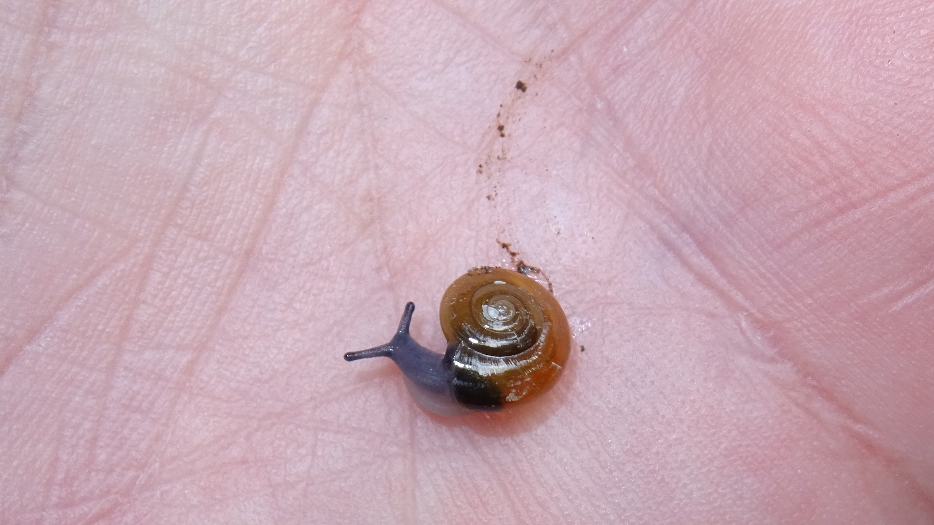 Glossy Glass Snail 