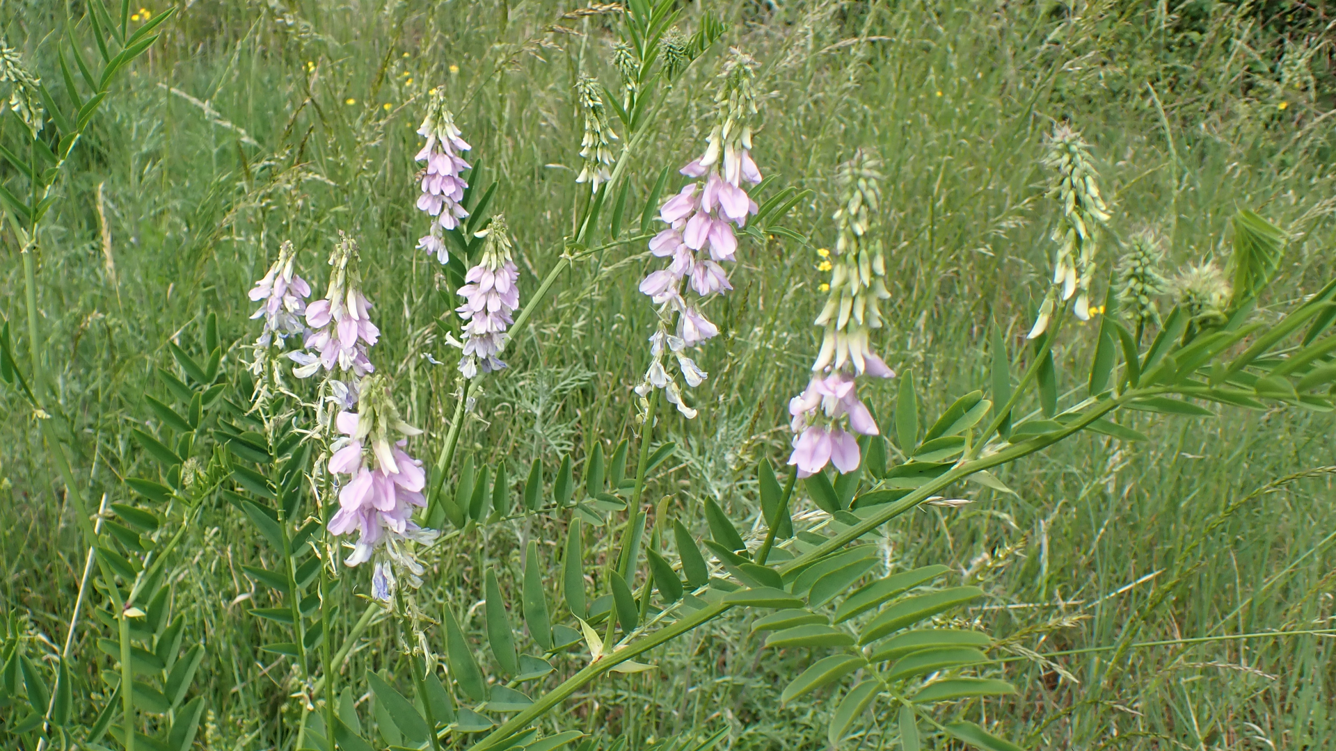 Goat's-rue
Galega officinalis