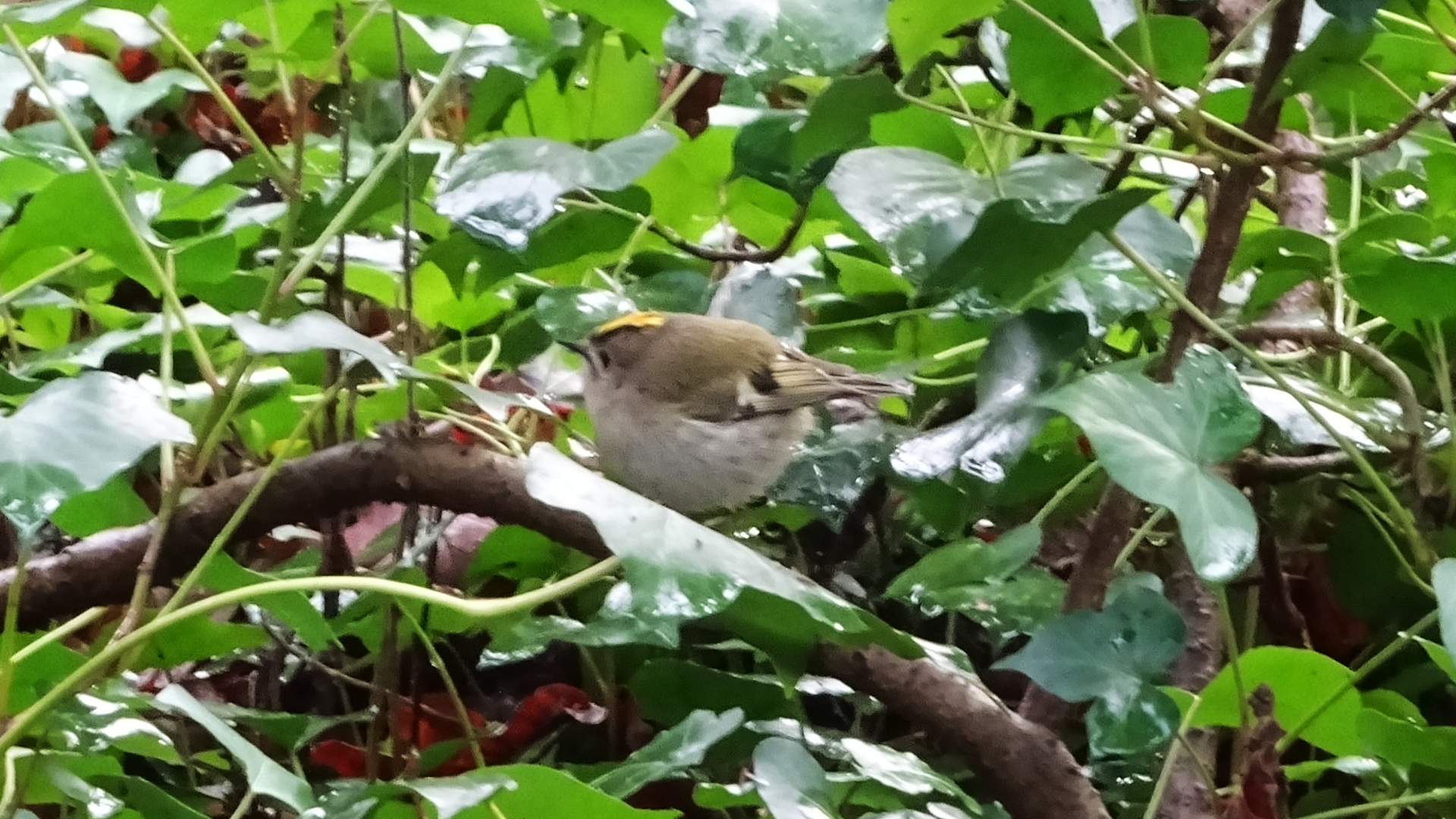 Goldcrest
Regulus regulus