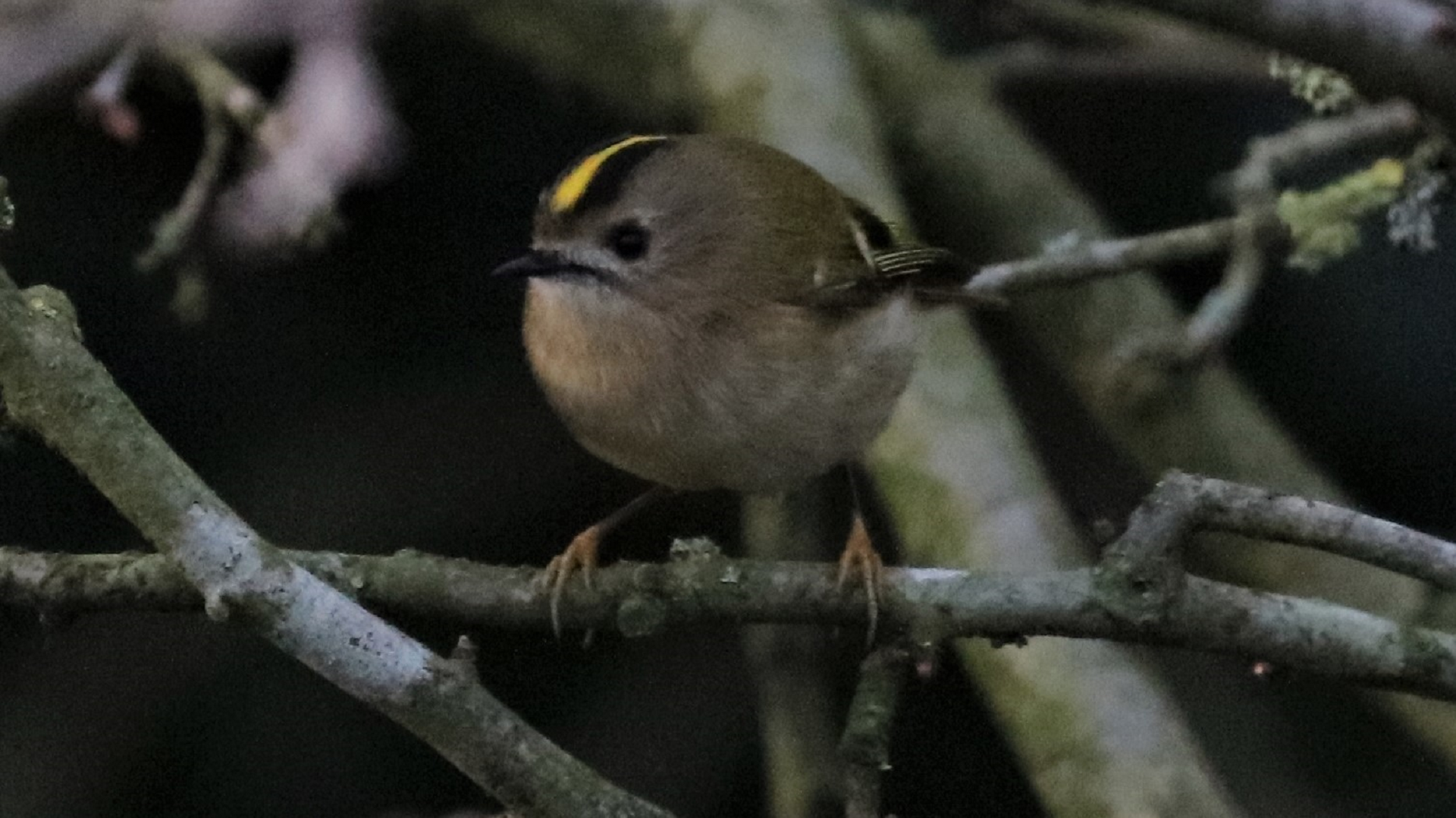 Goldcrest
Regulus regulus