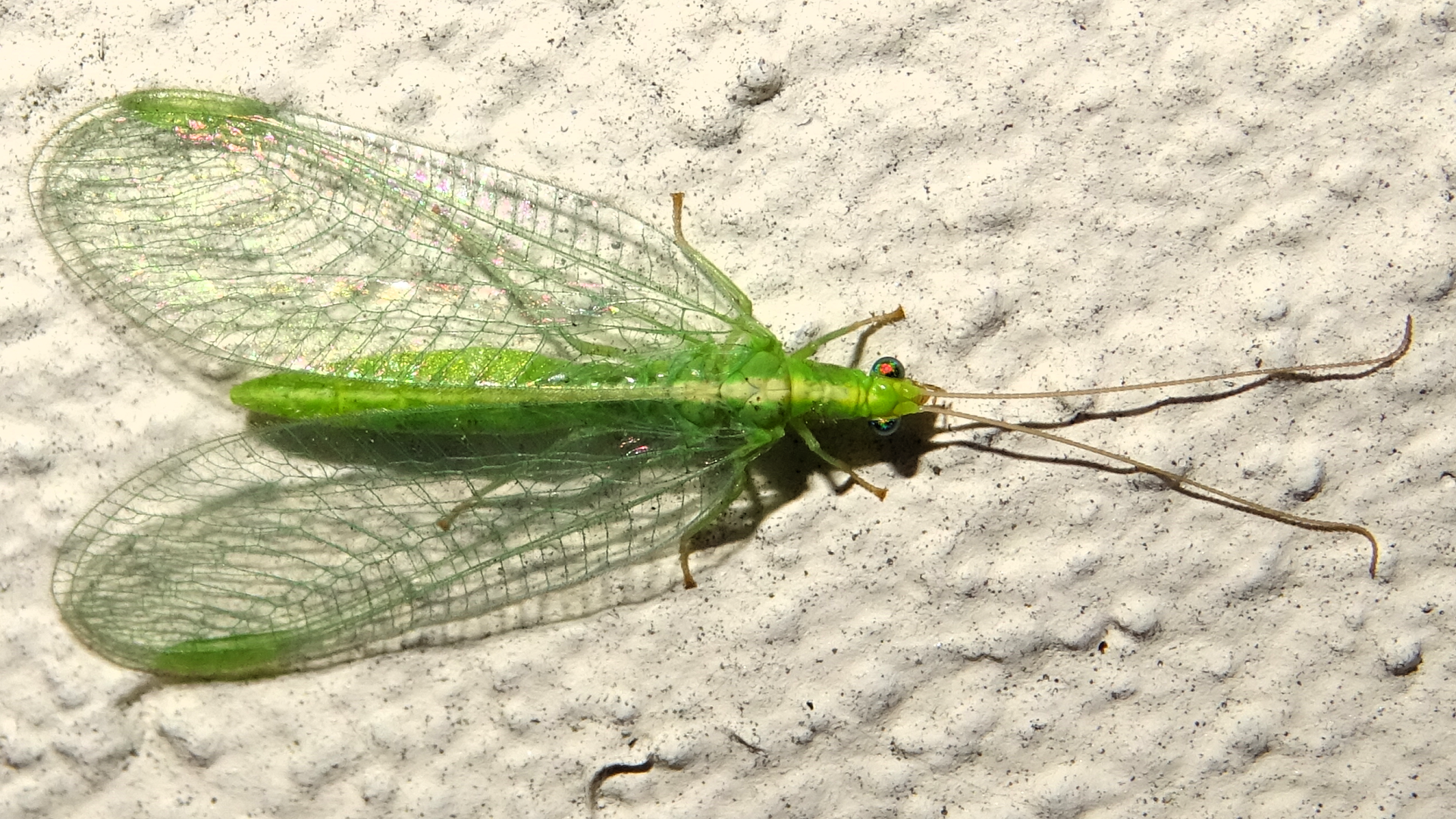 Alderfly