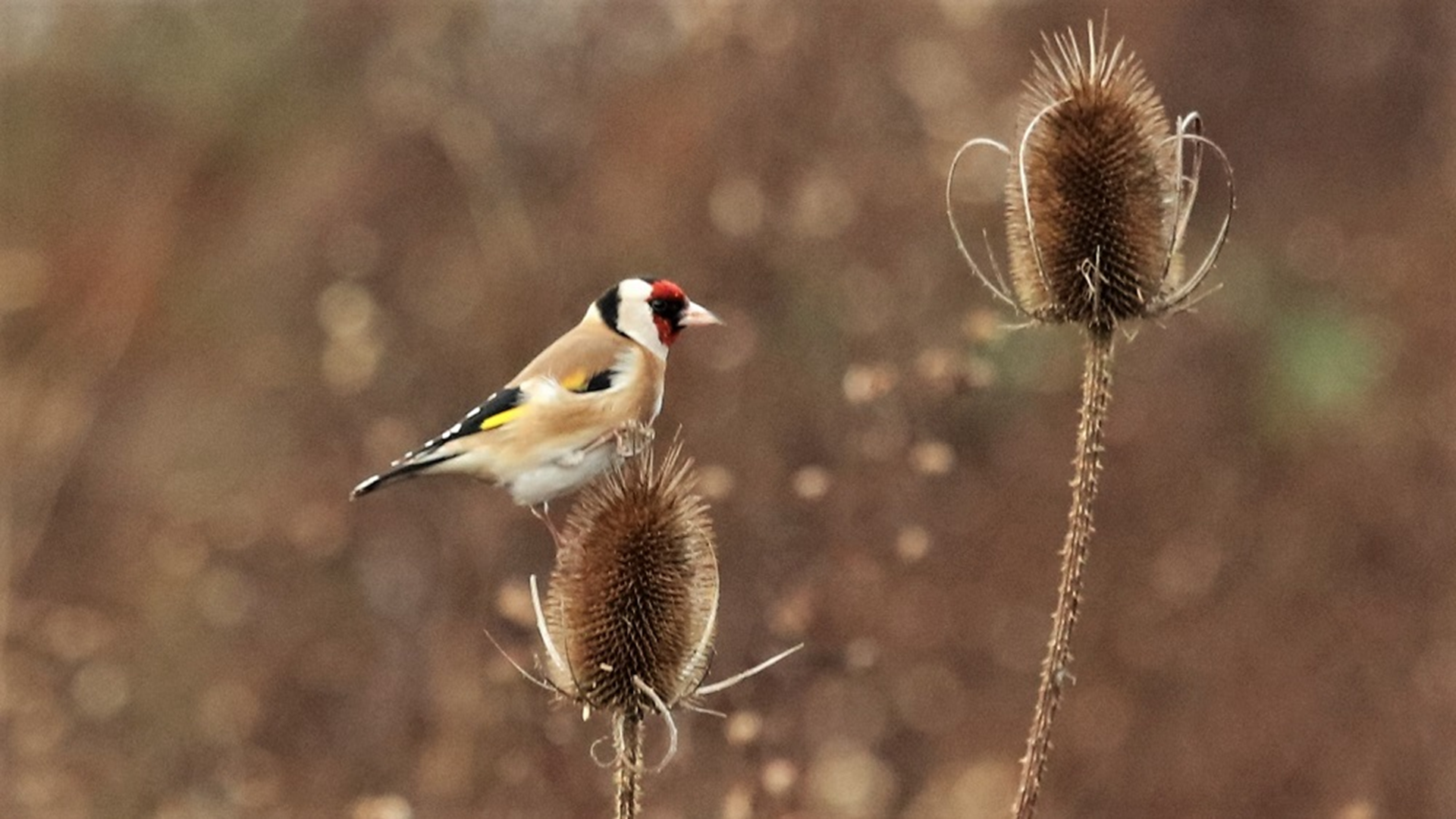Goldfinch
Carduelis Carduelis