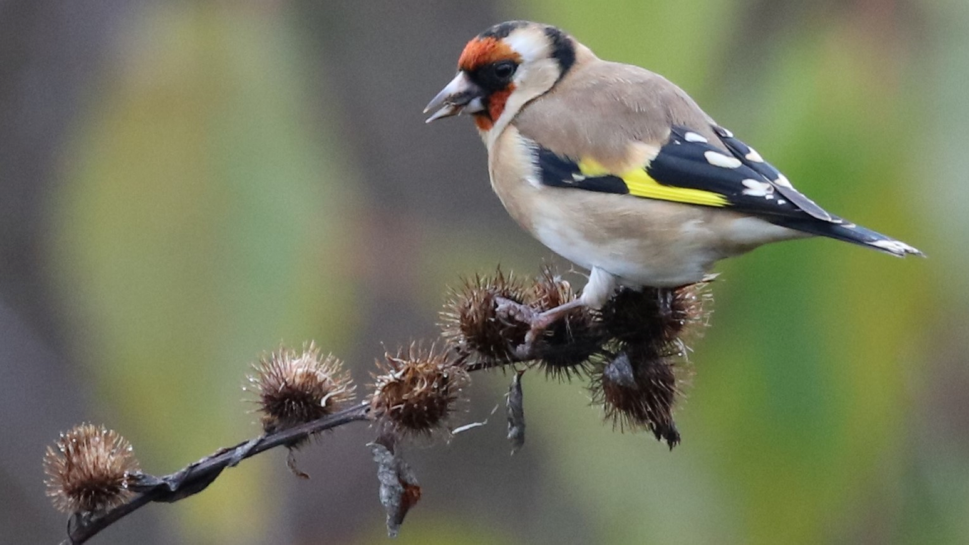 Goldfinch
Carduelis carduelis