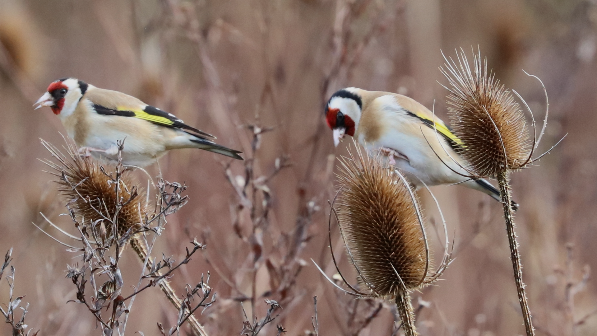 Goldfinch
Carduelis carduelis