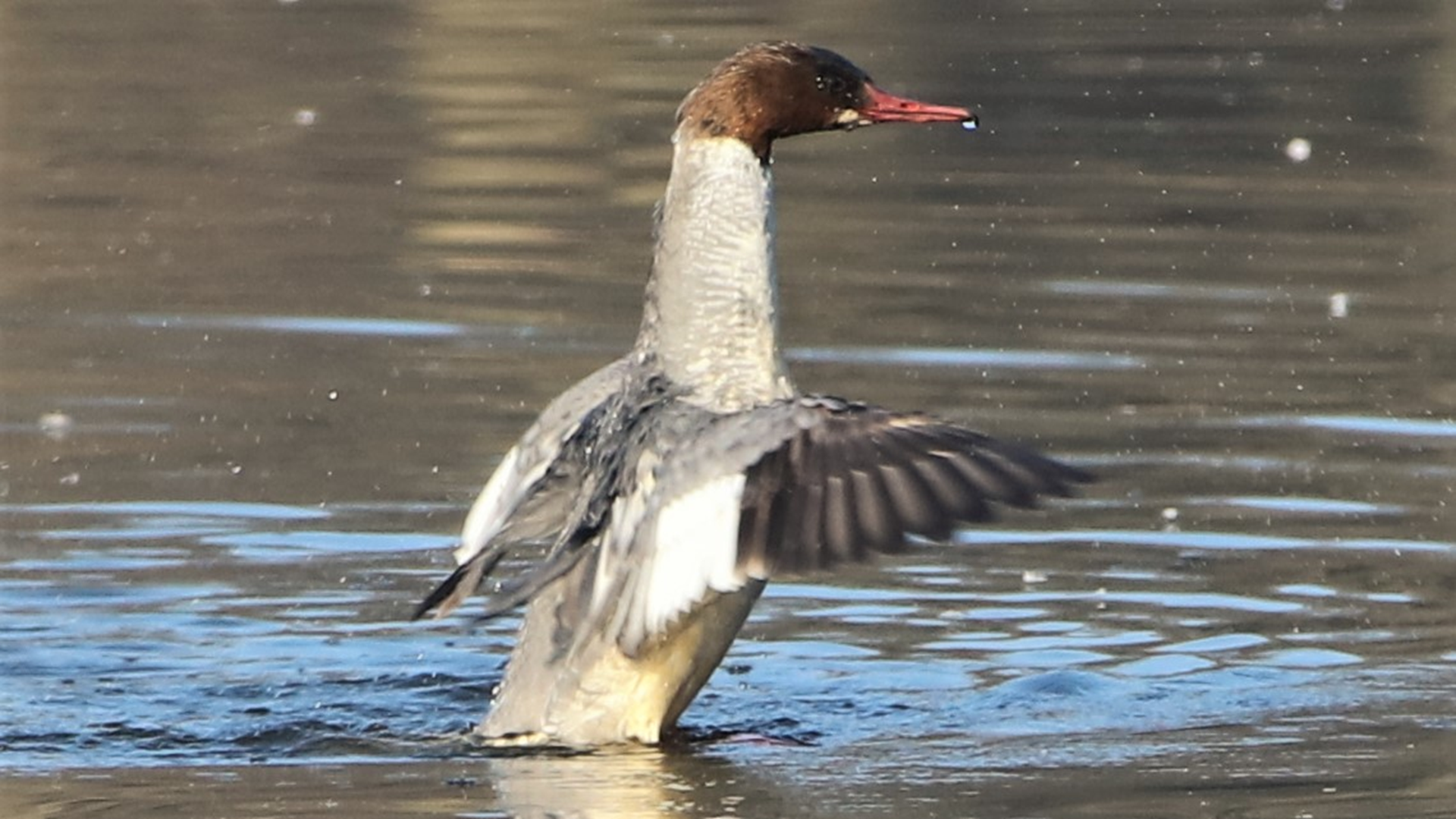 Goosander
Mergus merganser