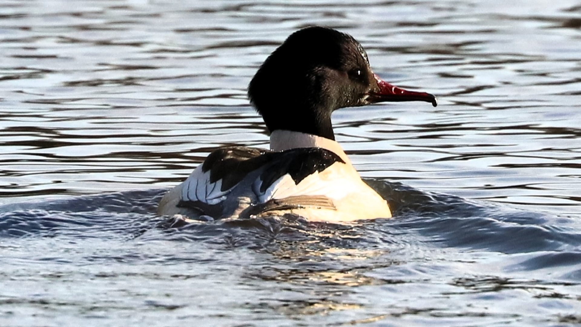 Goosander