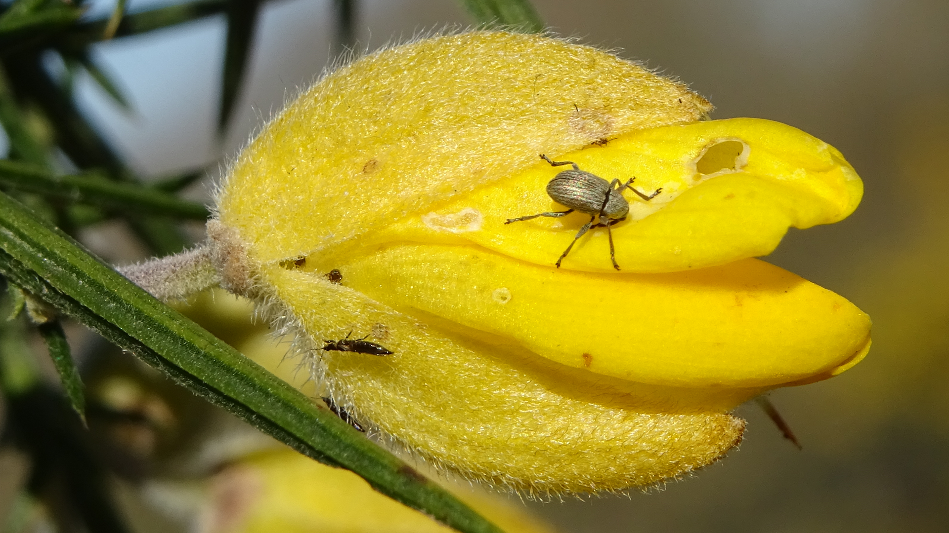 Gorse Seed Weevil
Exapion ulicis