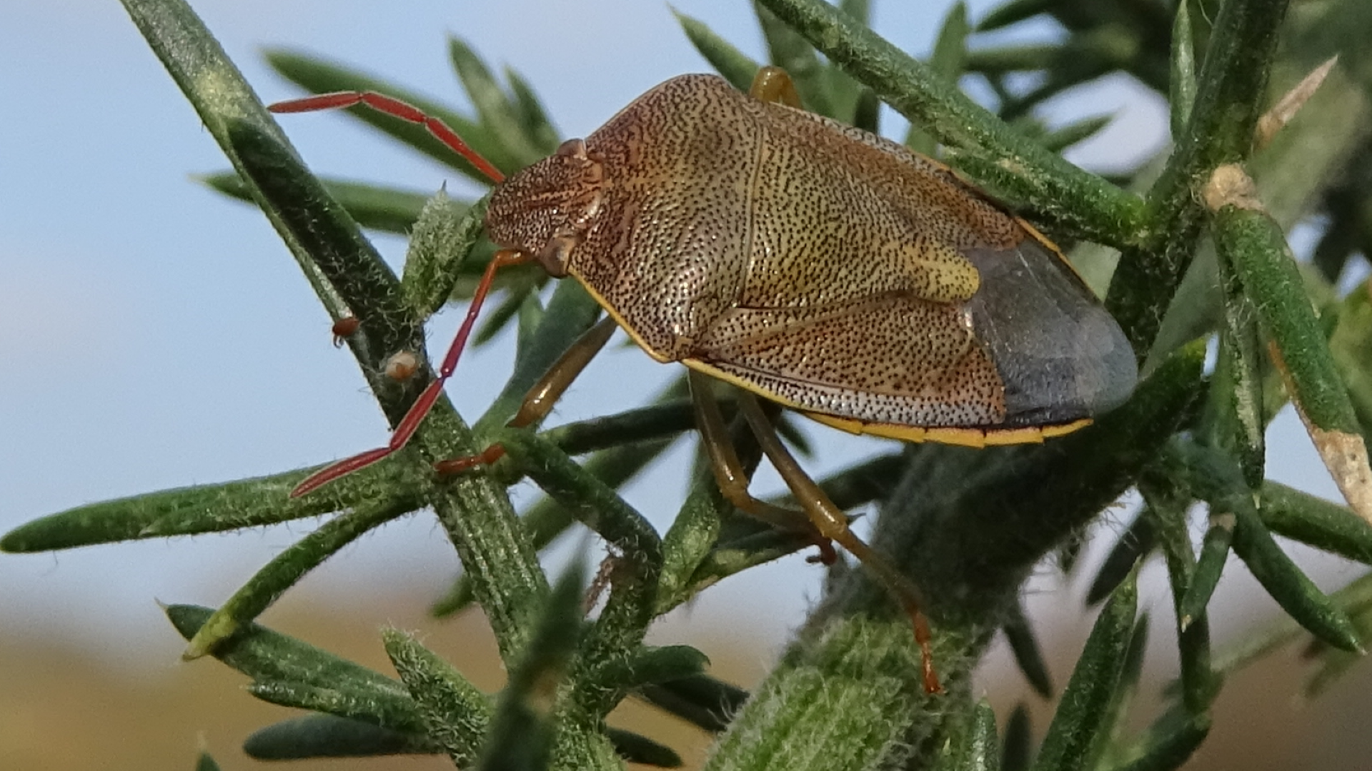 Gorse Shieldbug
Piezodorus lituratus