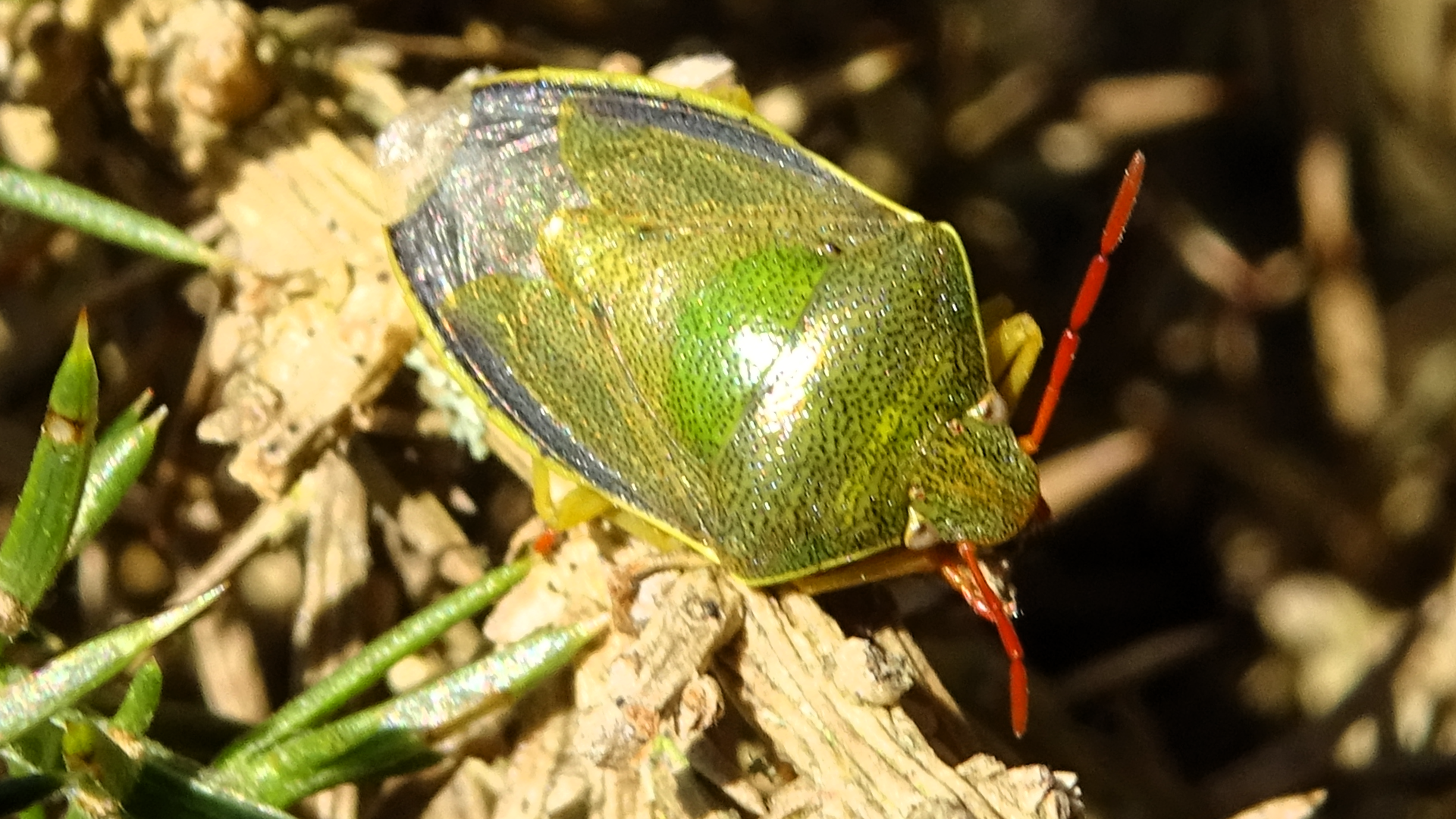 Gorse Shieldbug 