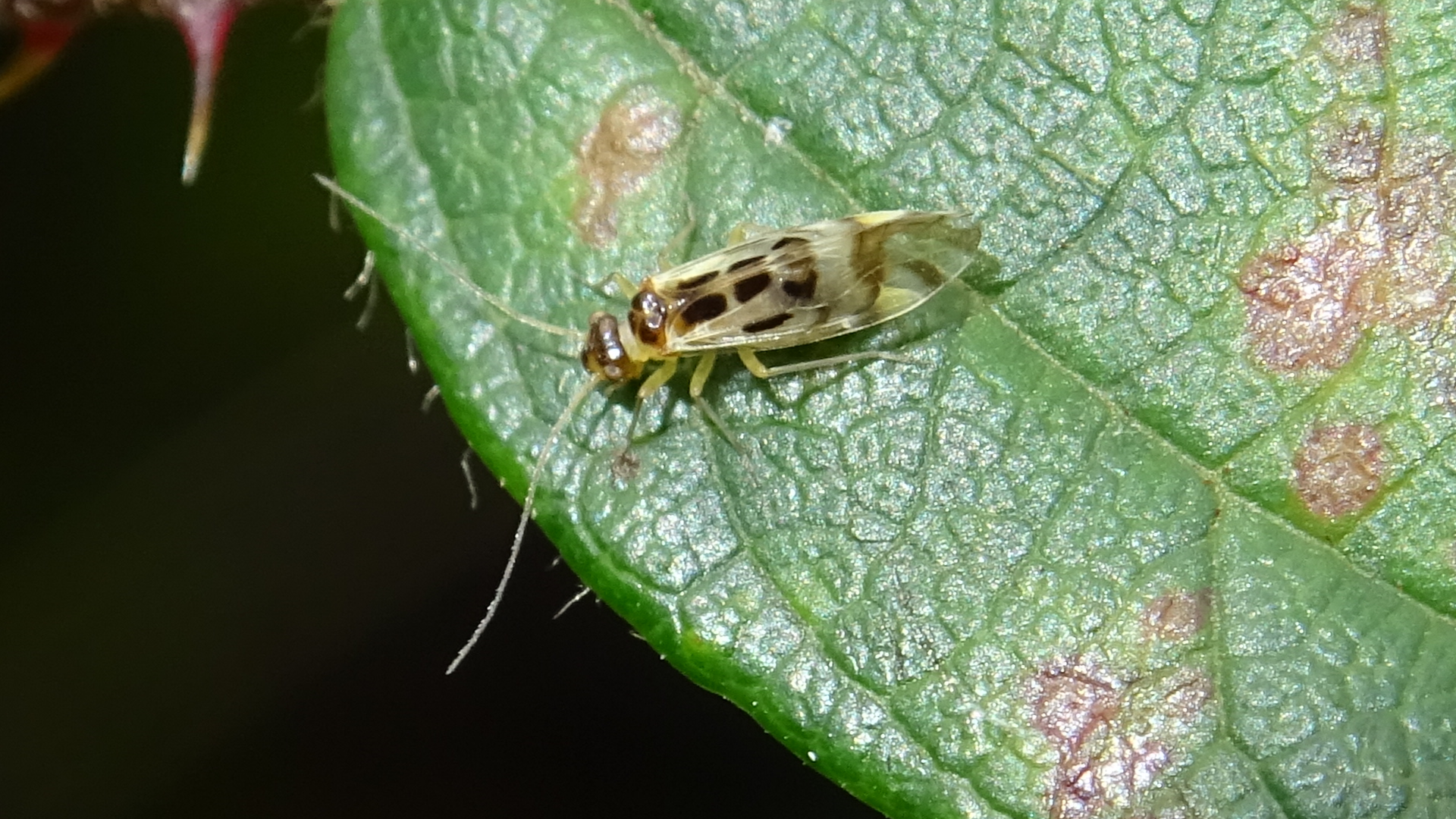 Graphopsocus cruciatus