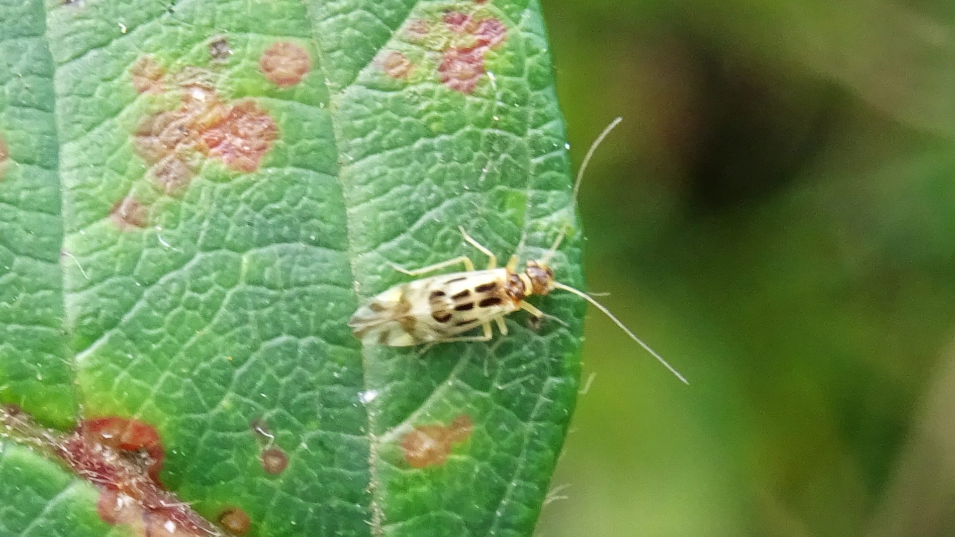 Graphopsocus cruciatus