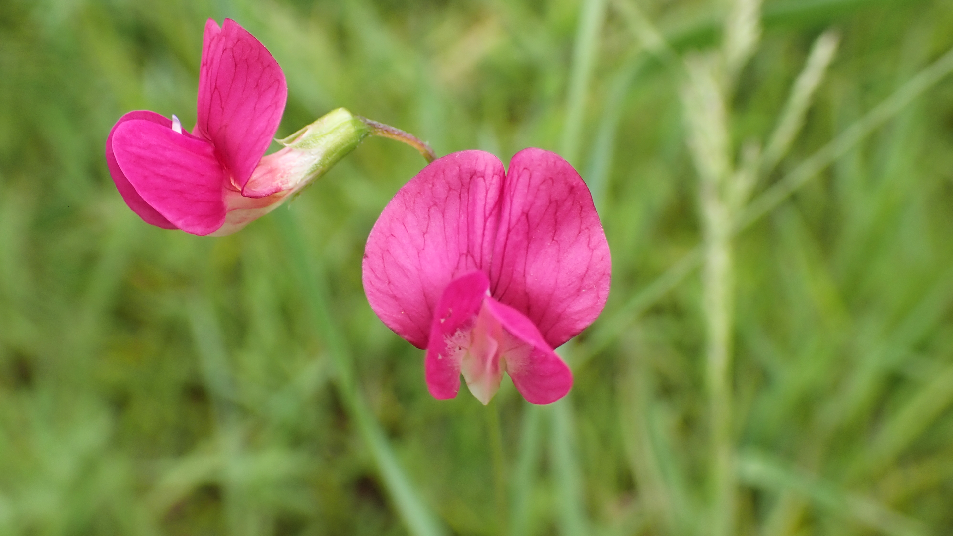 grass vetchling