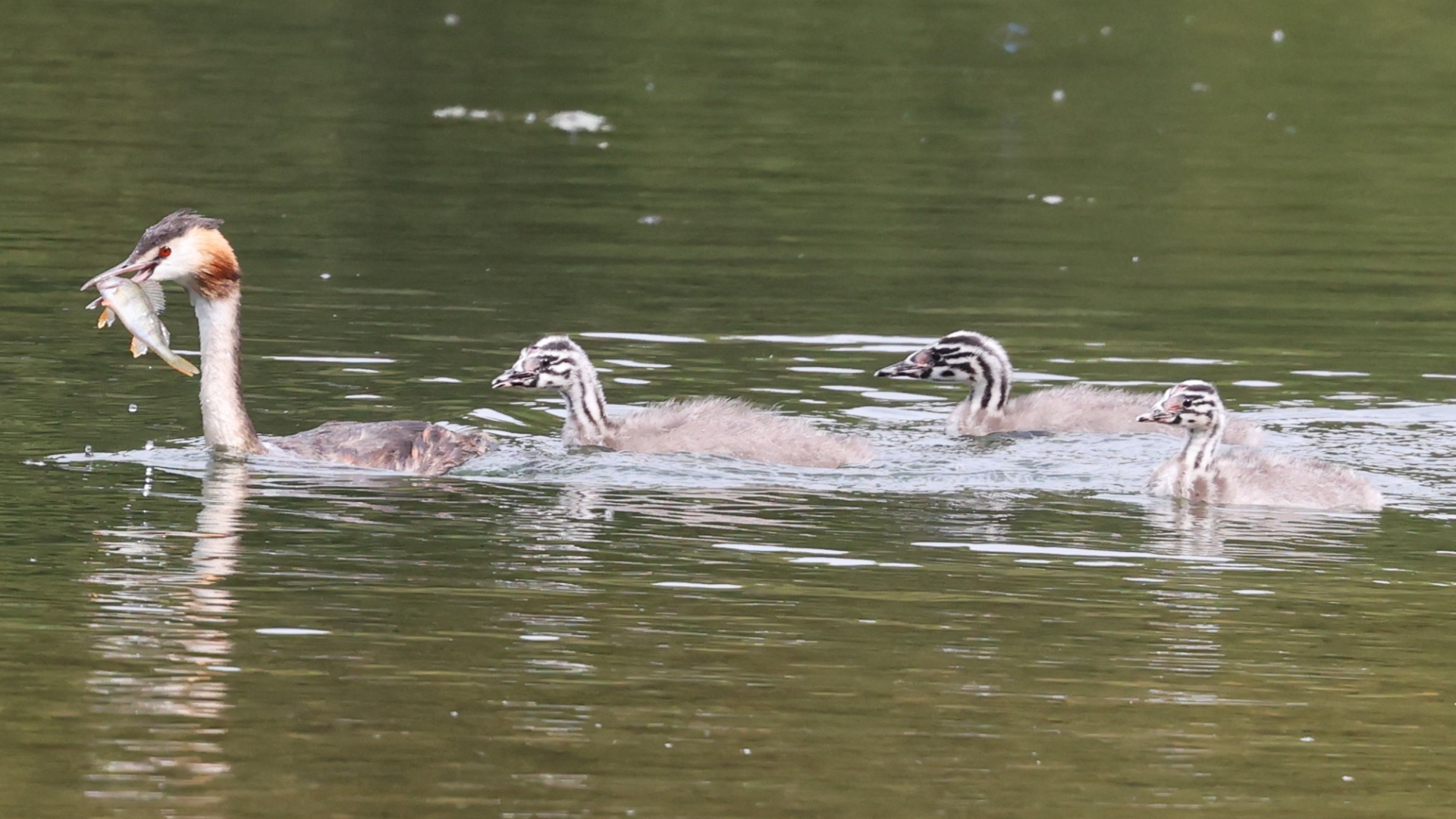 Great Crested Grebe
Podiceps cristatus