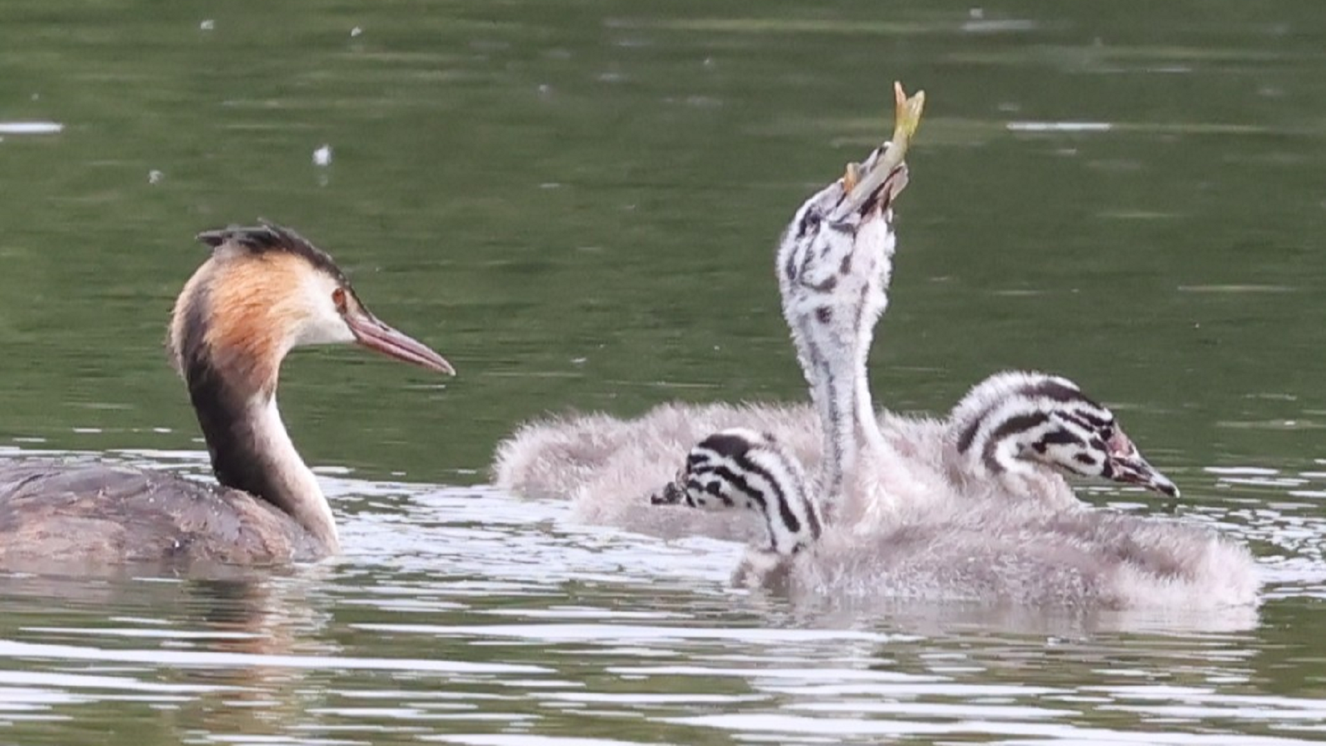Great Crested Grebe
Podiceps cristatus