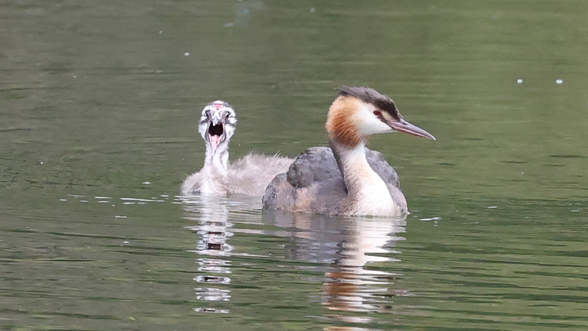Great Crested Grebe
Podiceps cristatus
