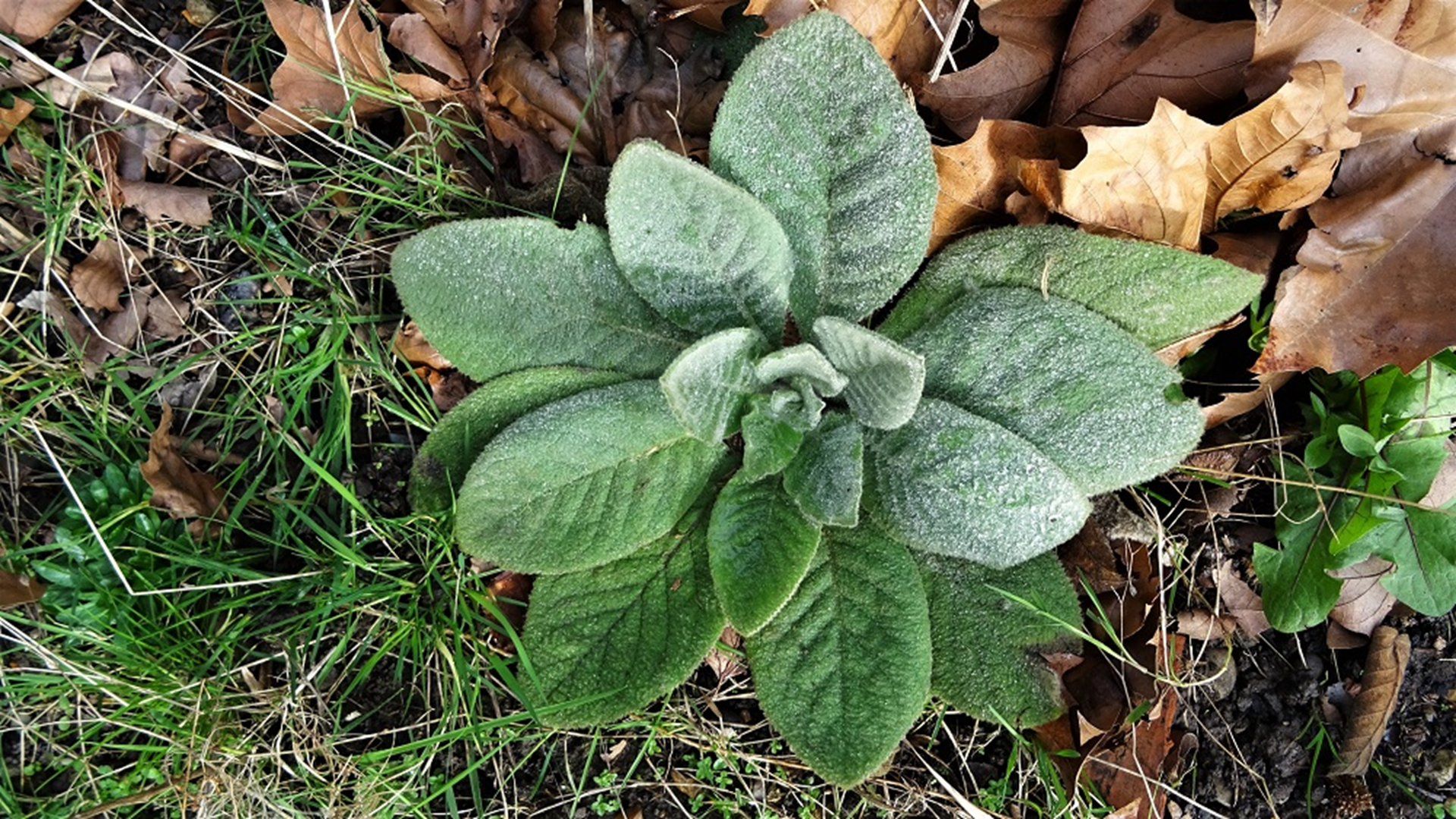 Great Mullein
Aaron's rod  
Verbascum thapsus