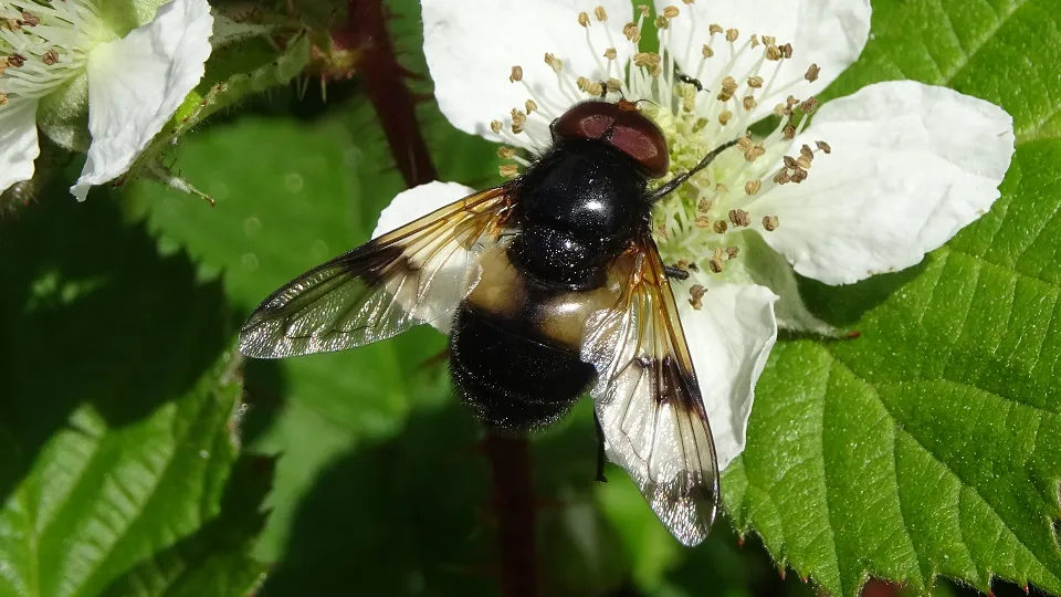 Great Pied Hoverfly
Volucella pellucens