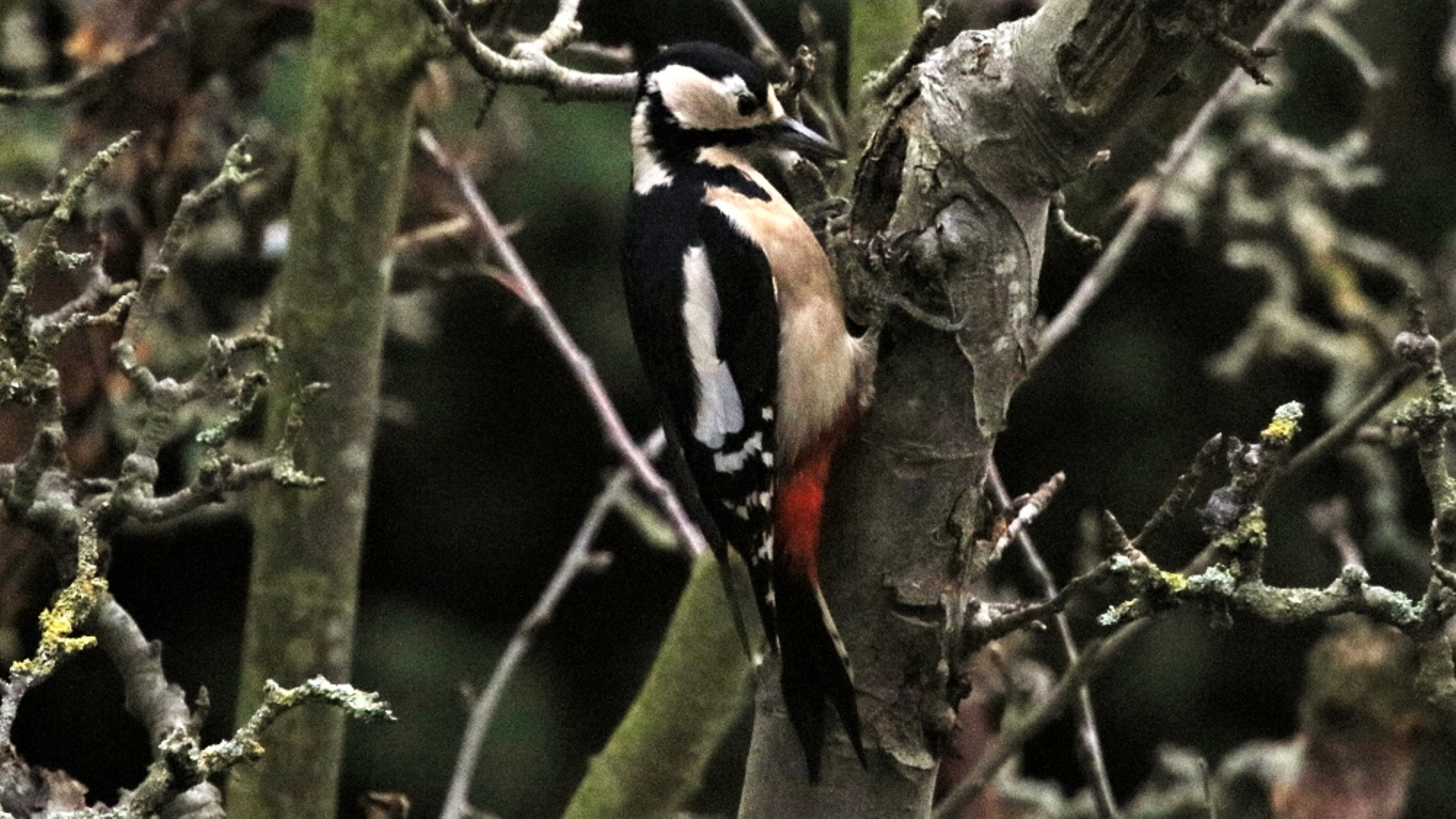 Great Spotted Woodpecker
Dendrocopos major