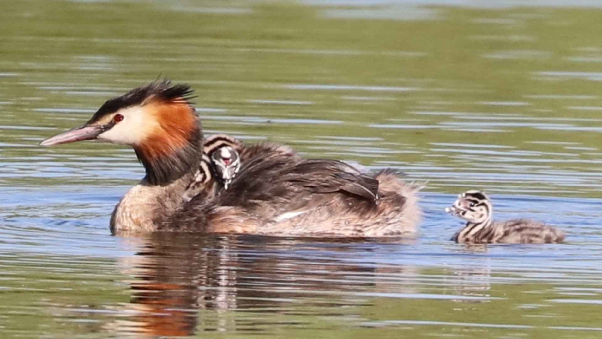 Grebe