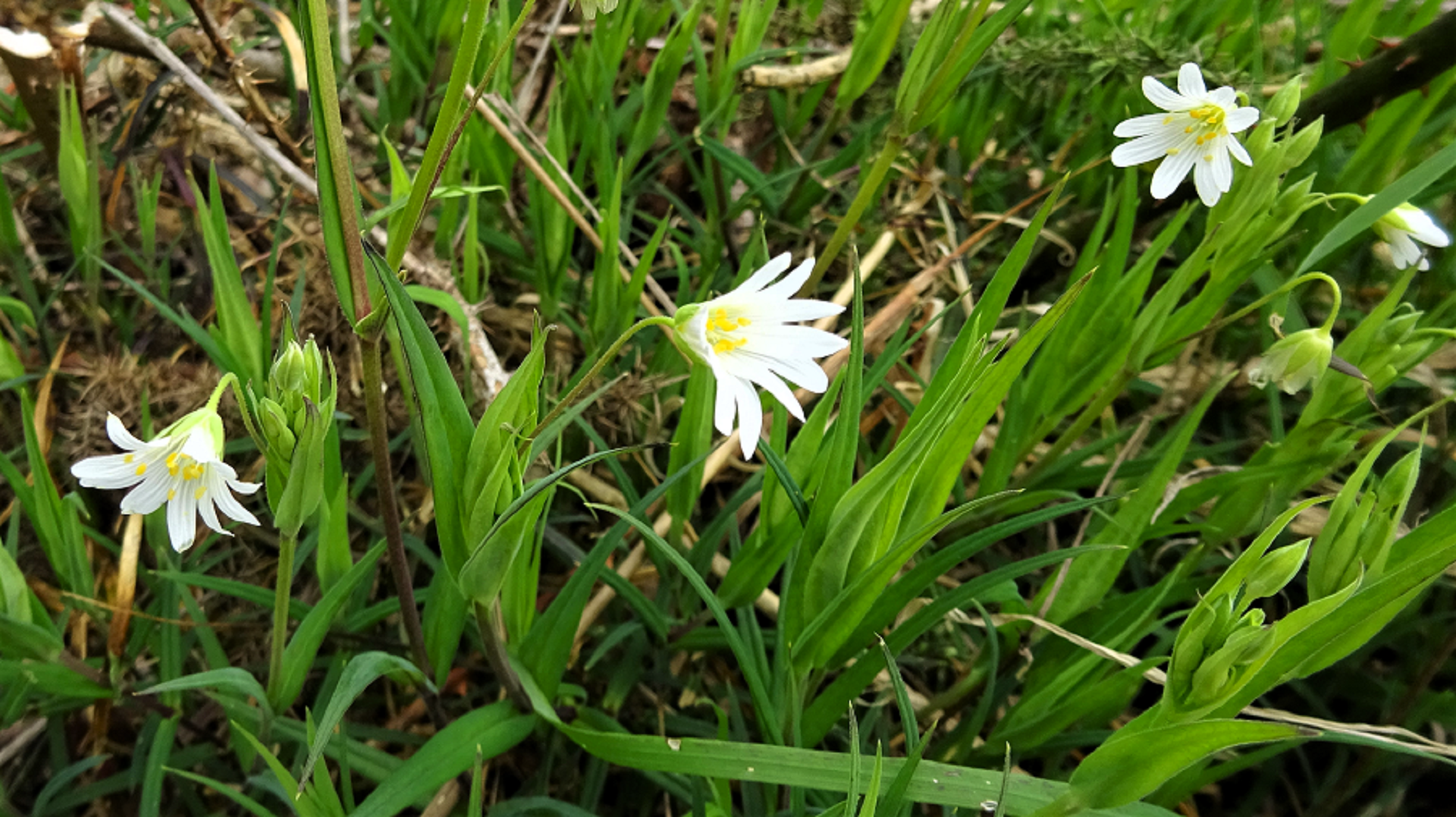 Greater Stitchwort