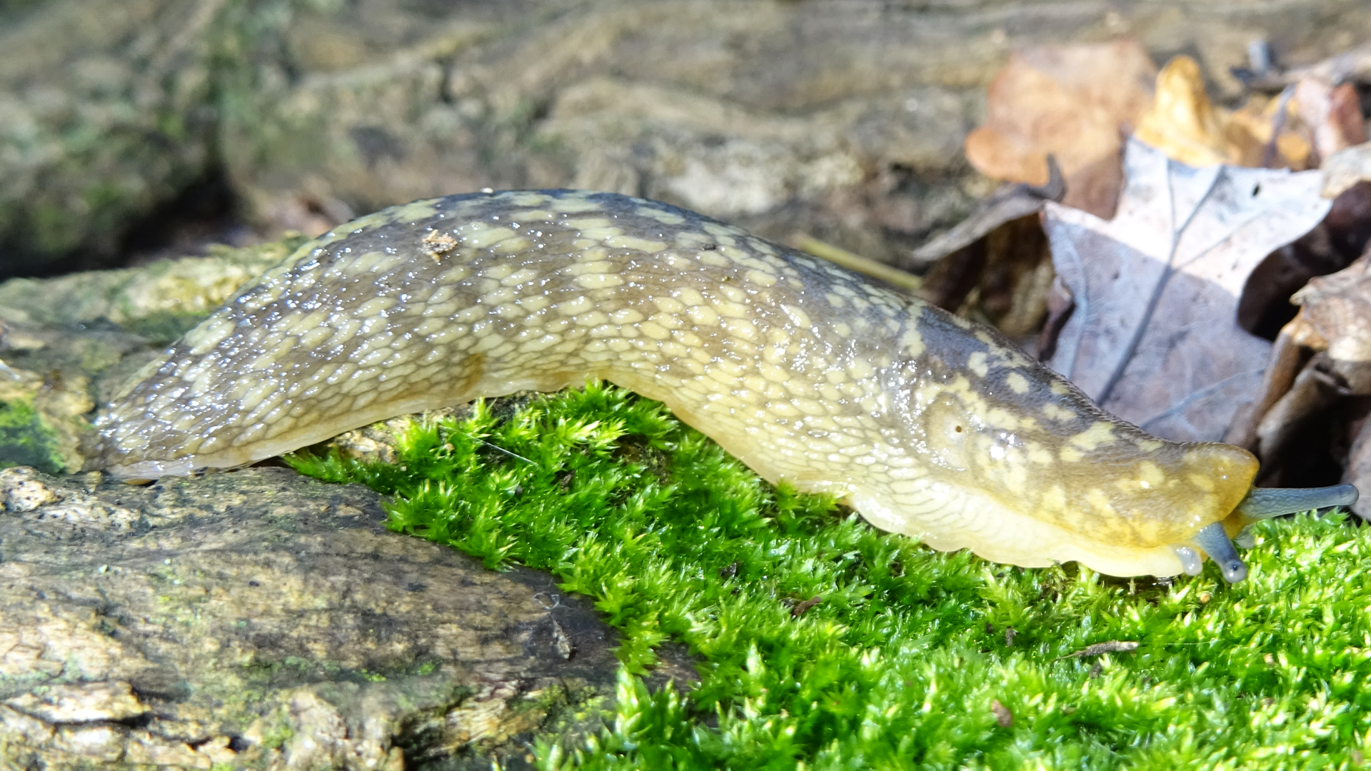 Green Cellar Slug
Limacus maculatus