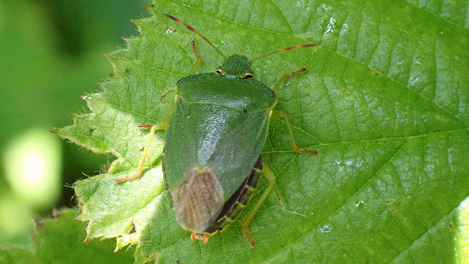Green Shieldbug
Palomena prasina