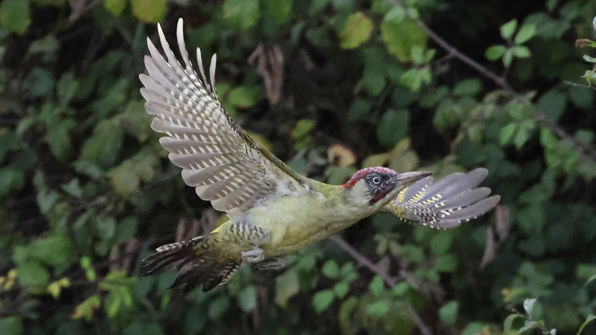 Green Woodpecker
Picus viridis