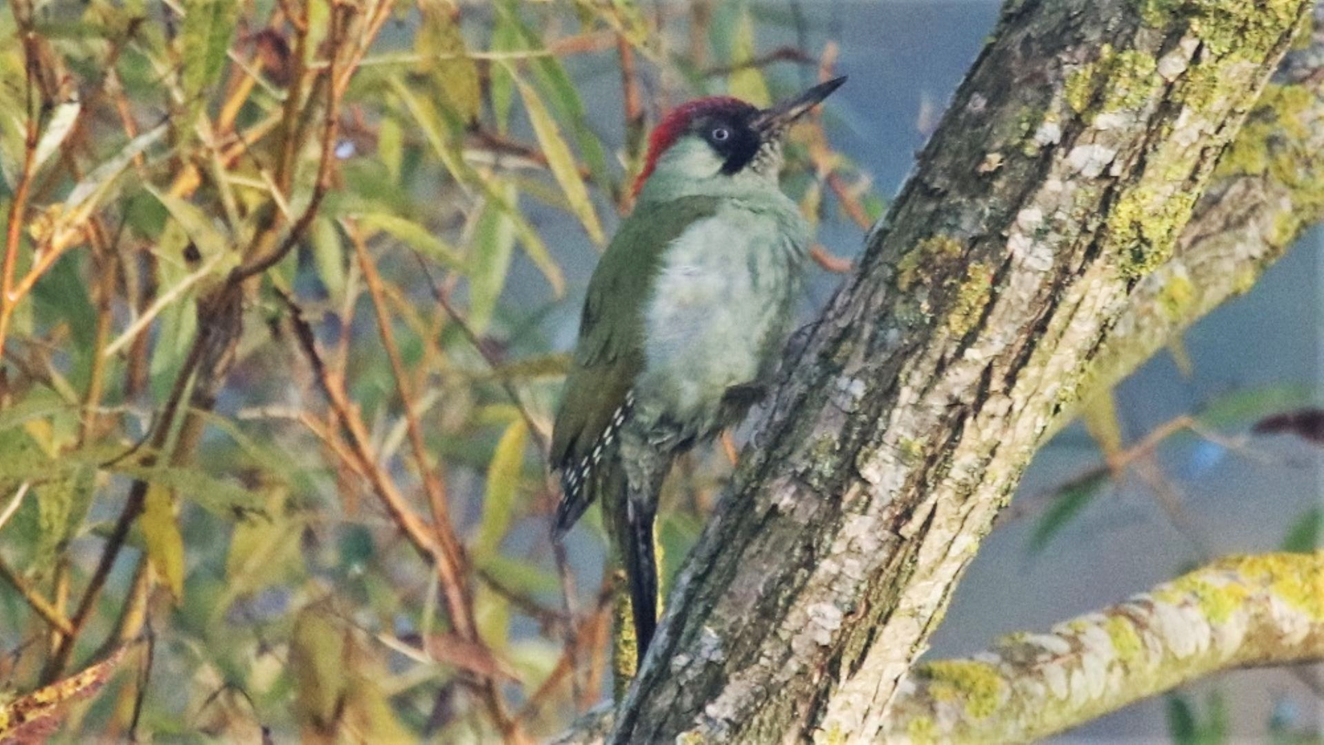 Green Woodpecker
Picus viridis
