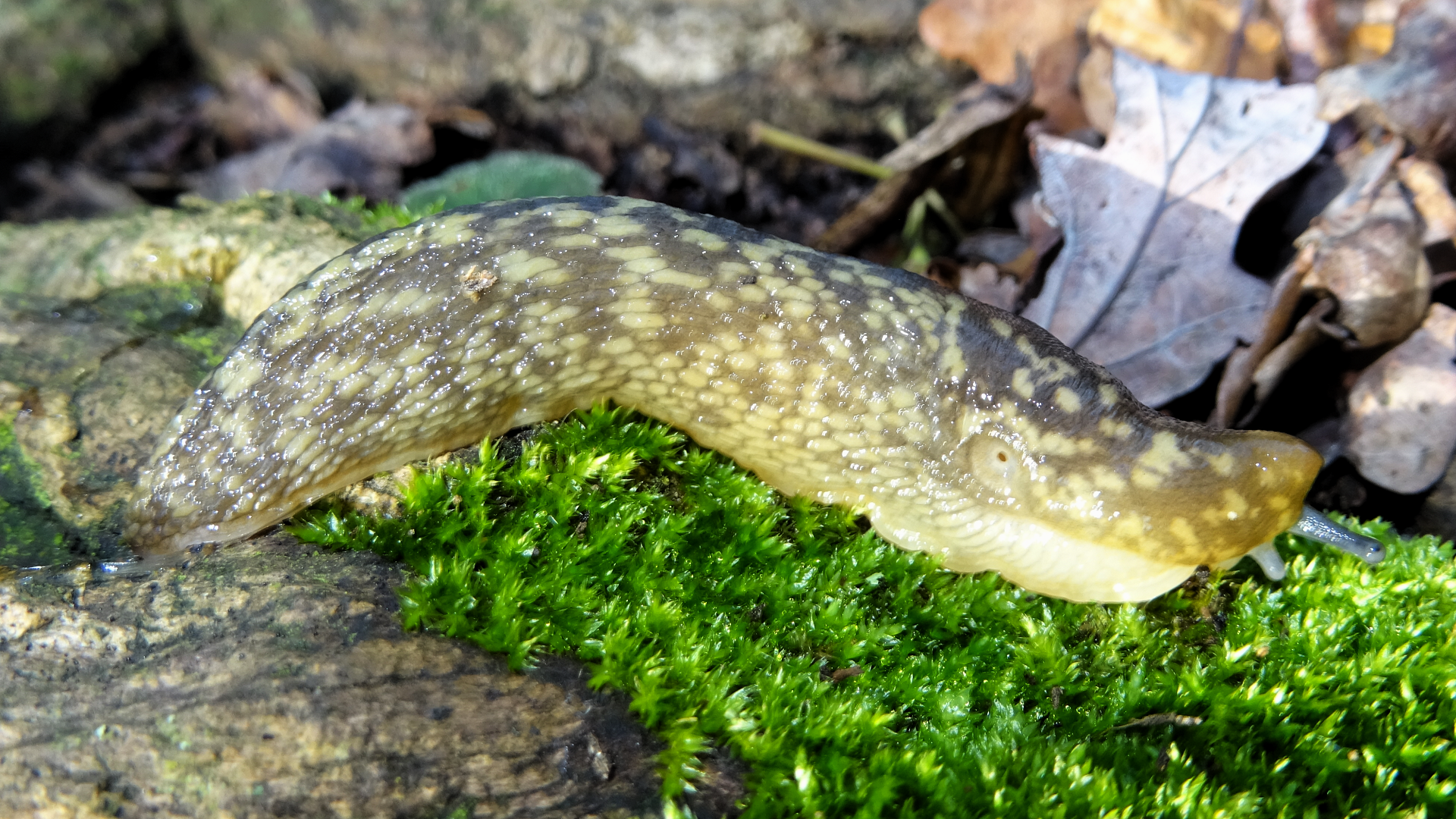 Green Cellar Slug