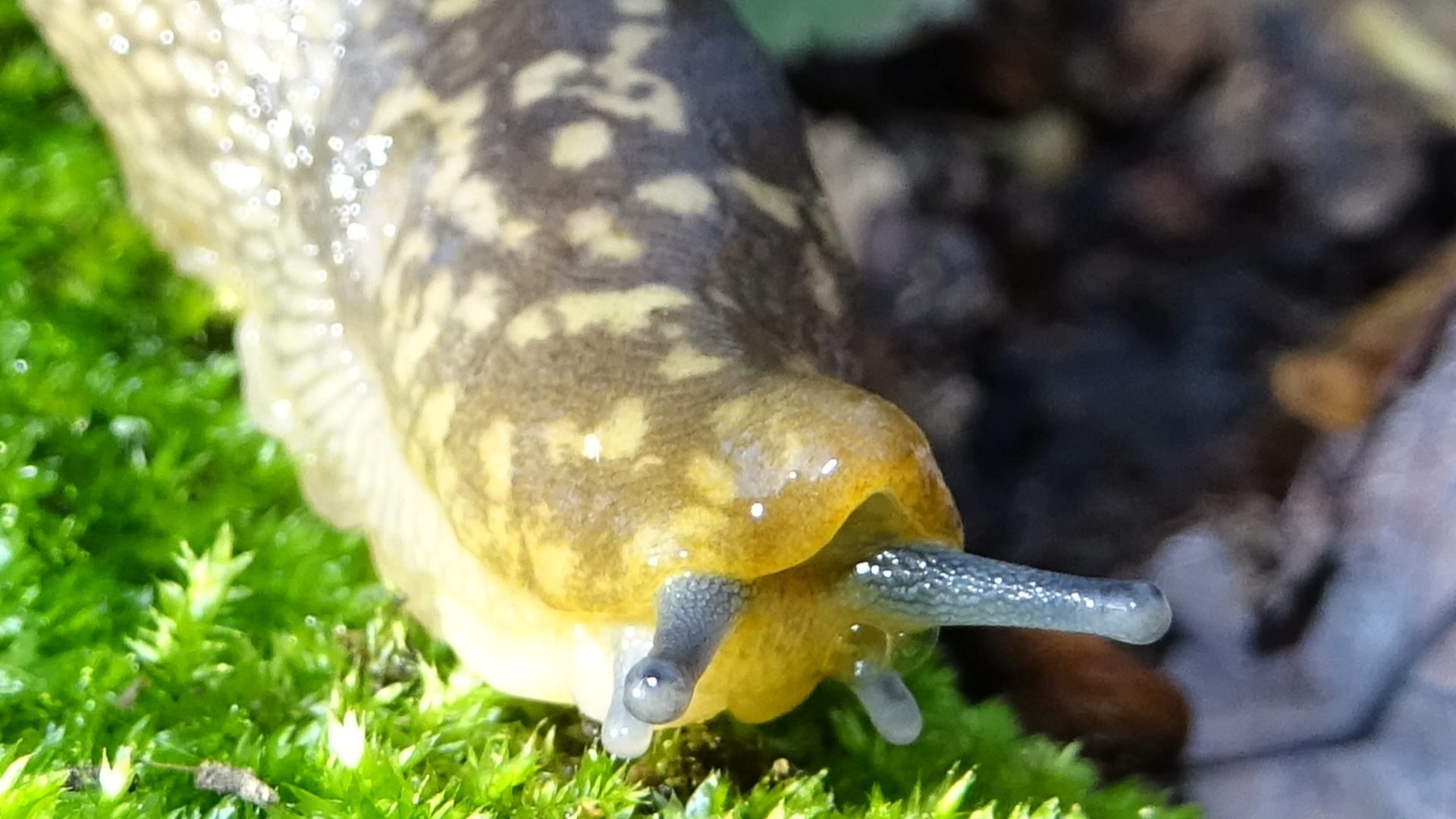 Green Cellar Slug