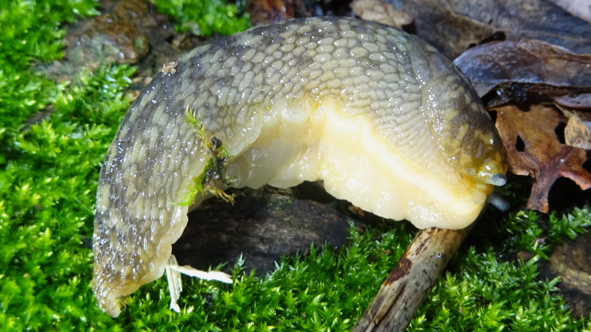 Green Cellar Slug