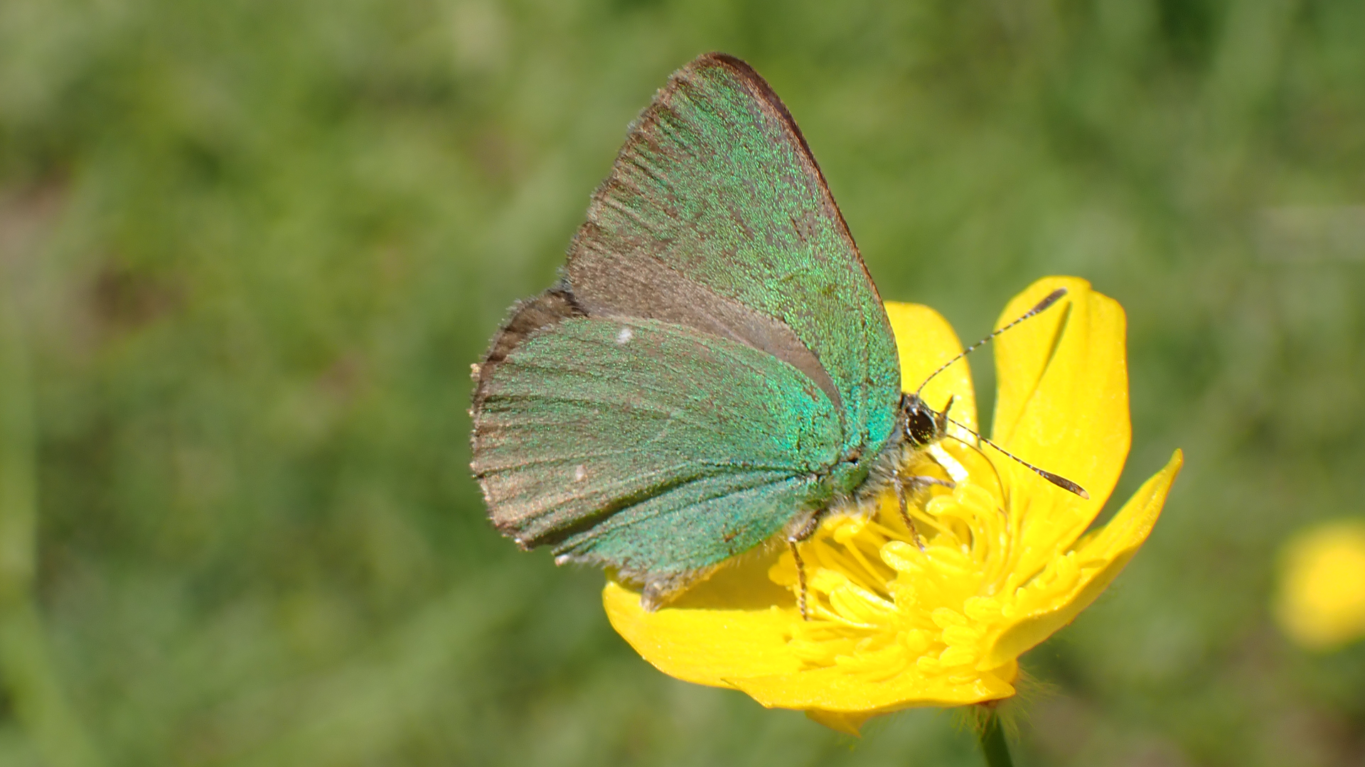 Green Hairstreak