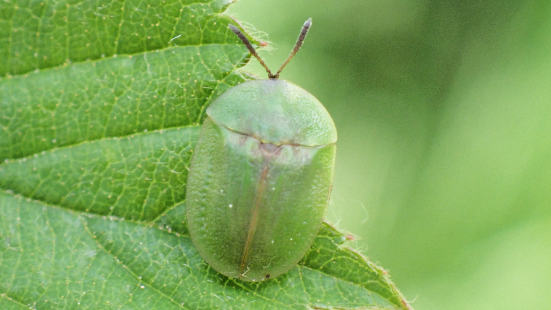 Thistle Tortoise Beetle