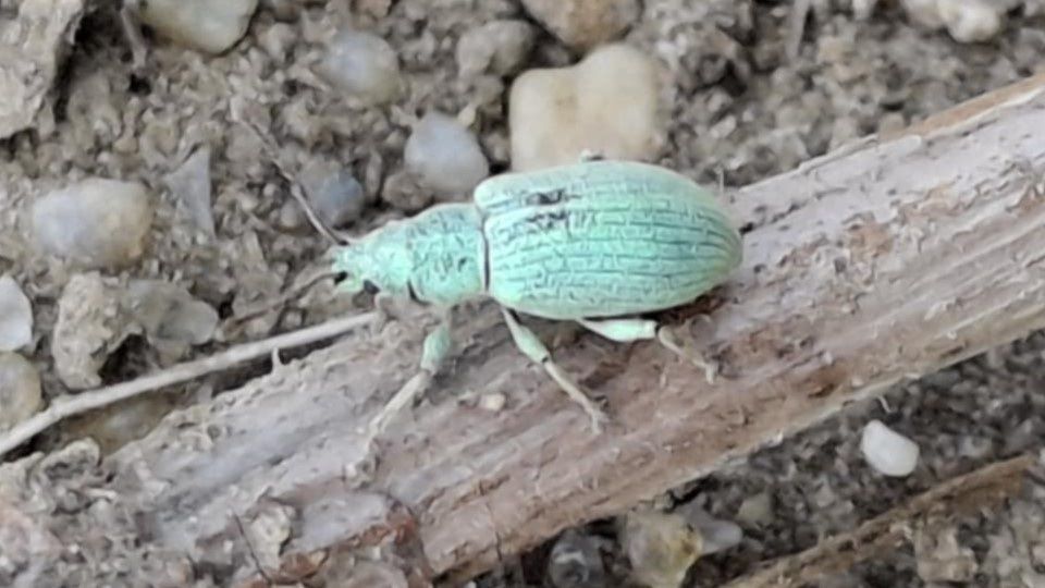 Green Weevil