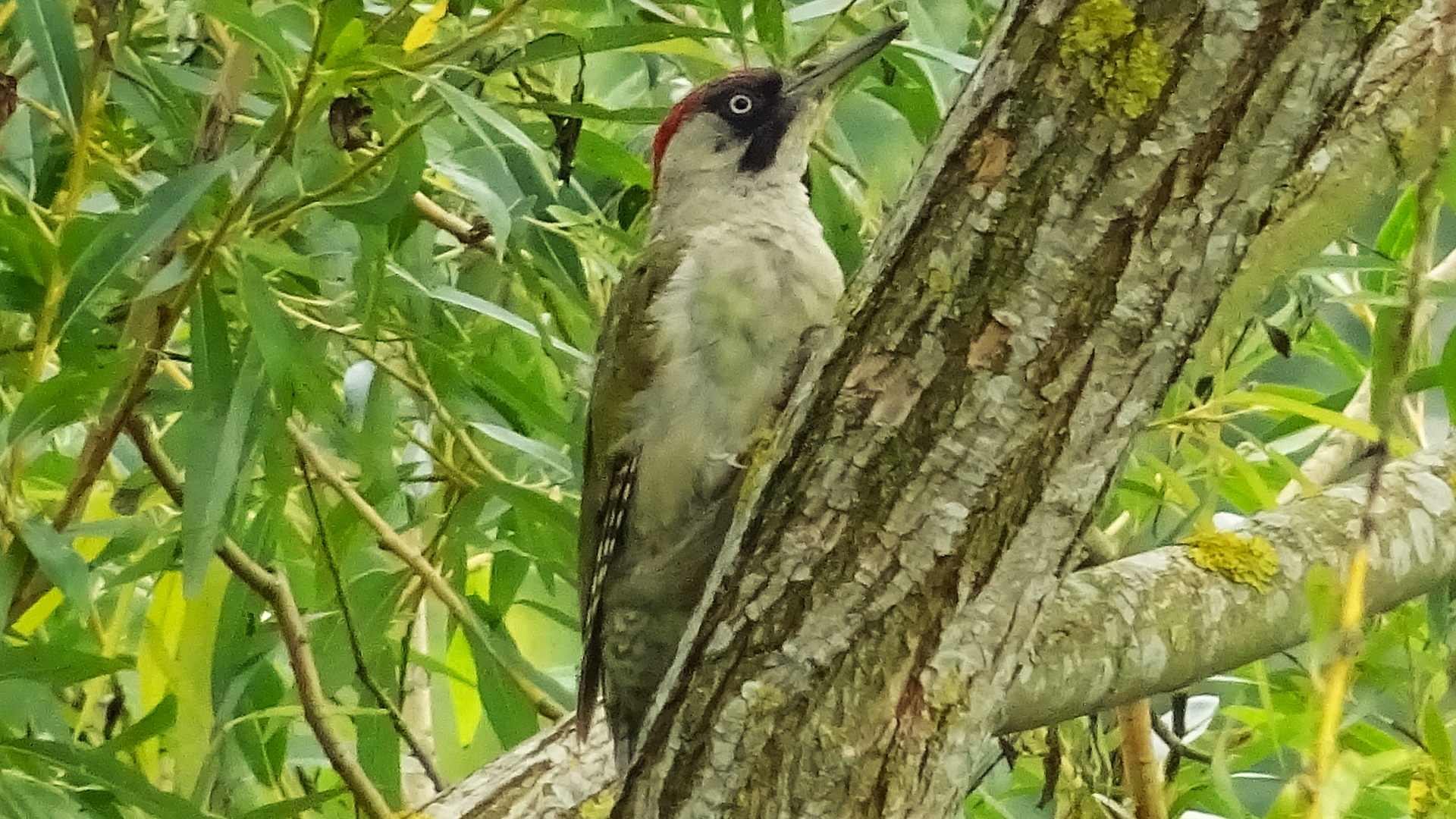 green woodpecker