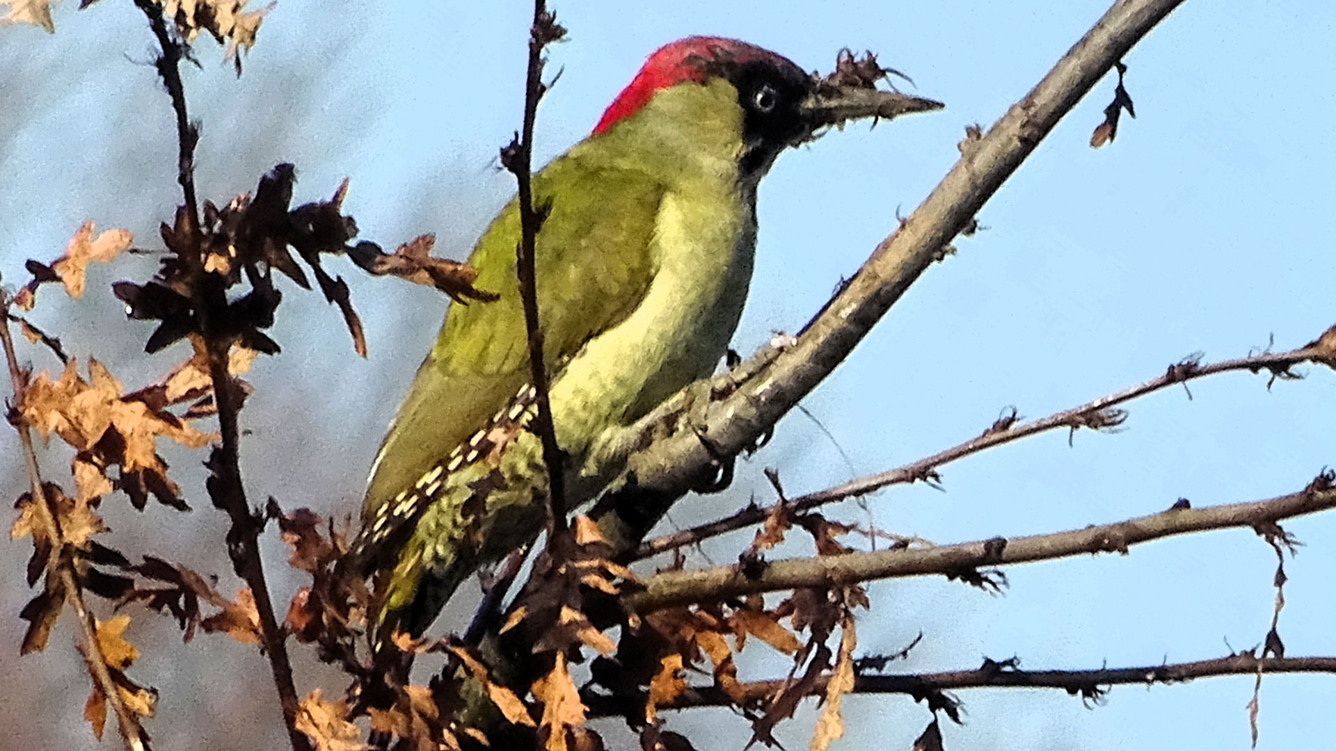 Green Woodpecker