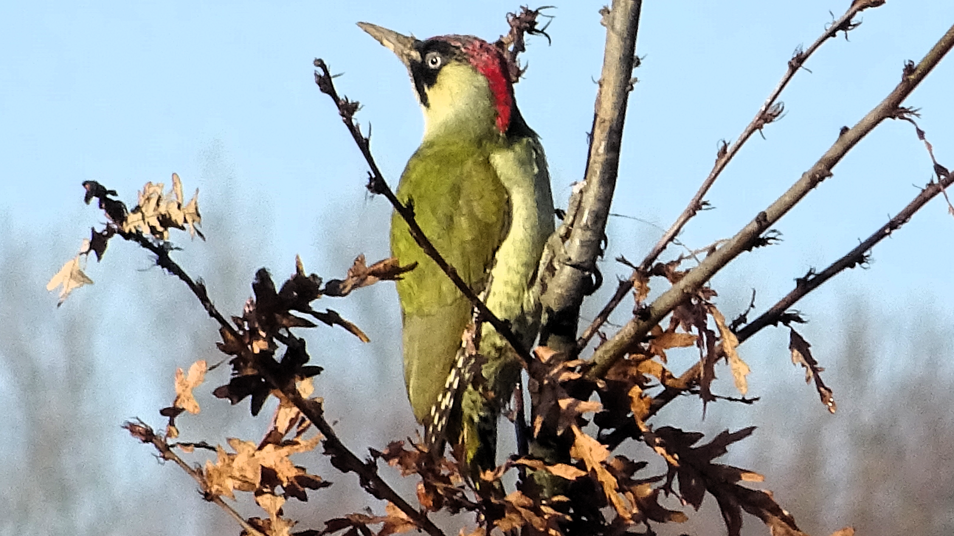 Green Woodpecker