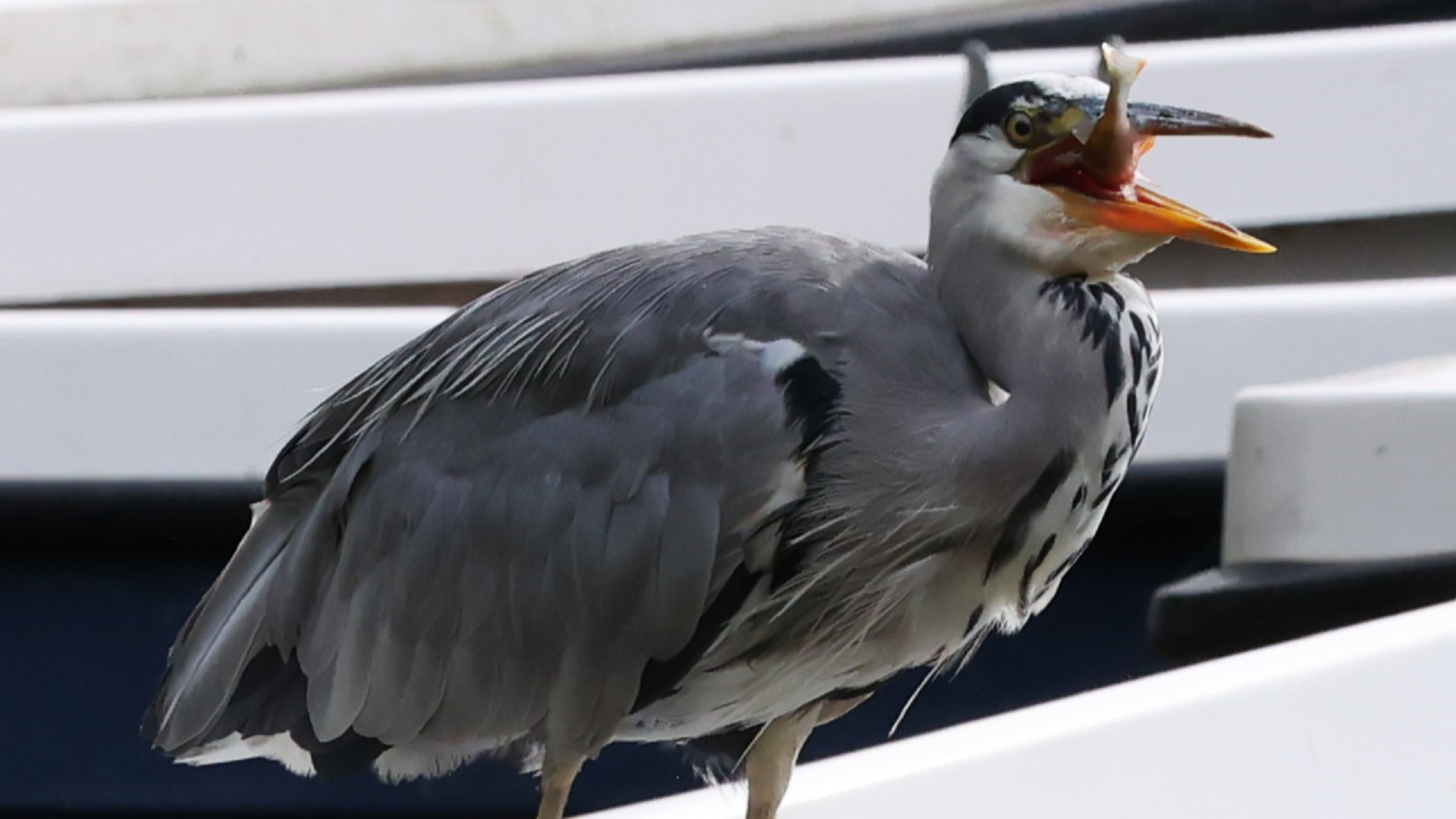 Grey Heron
Ardea cinerea
