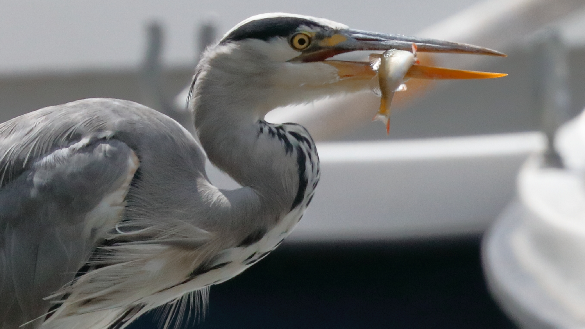 Grey Heron
Ardea cinerea