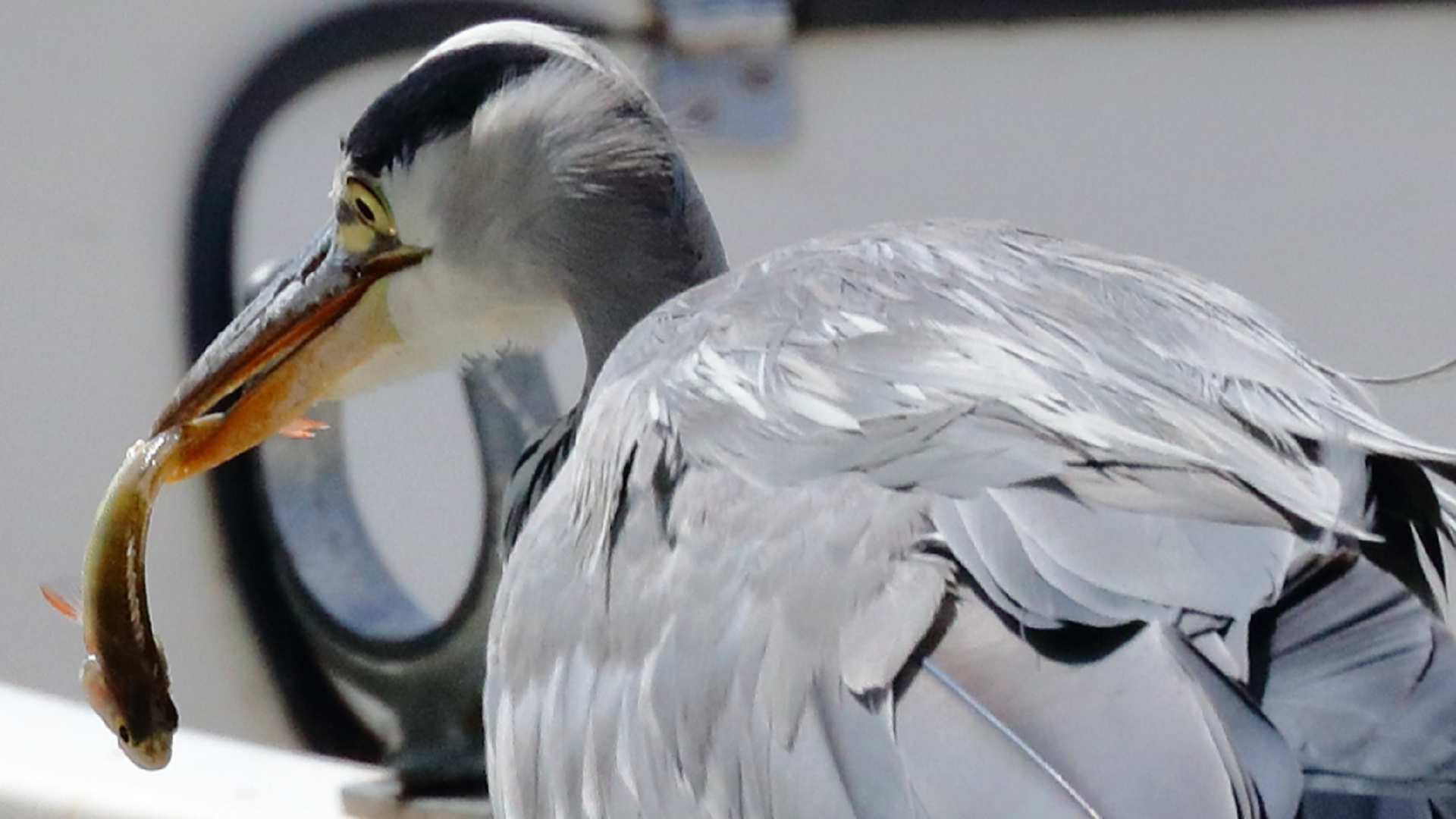 Grey Heron
Ardea cinerea