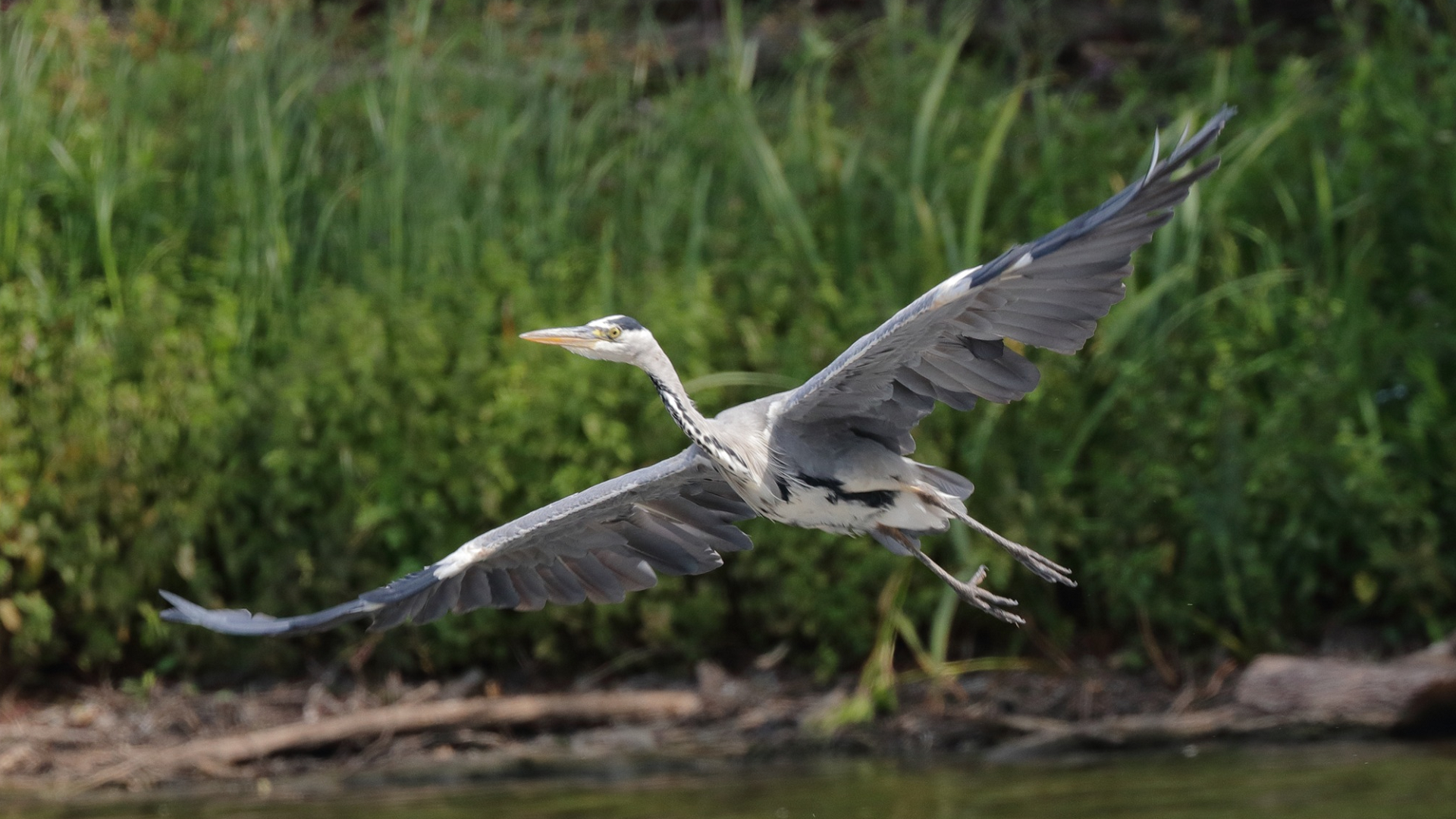 Grey Heron
Ardea cinerea