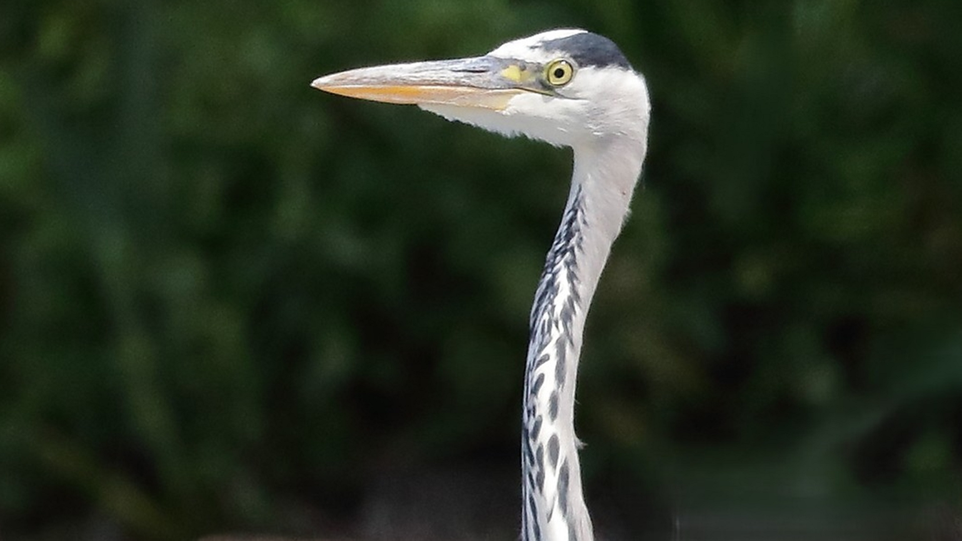 Grey Heron
Ardea cinerea