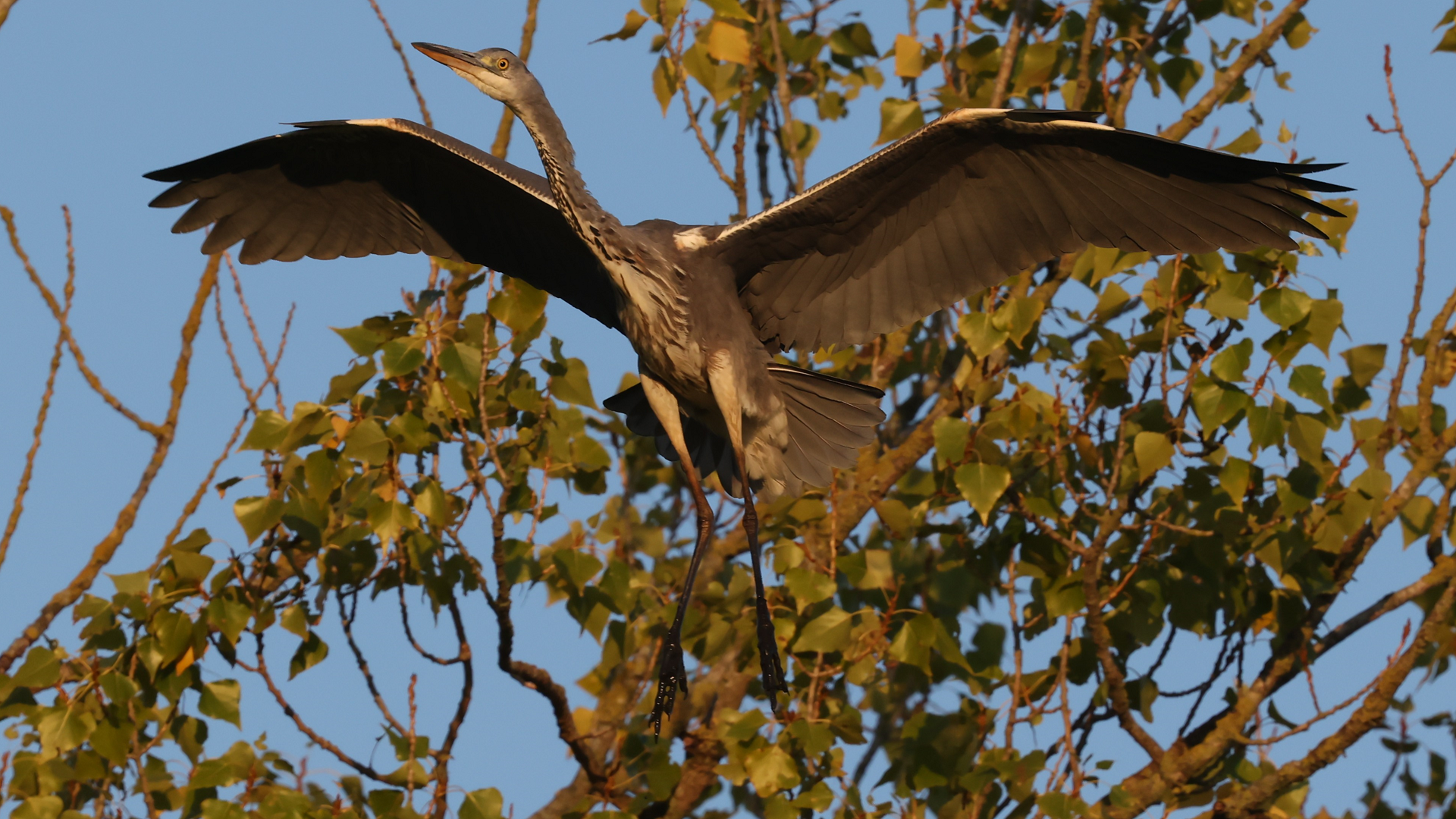 Grey Heron
Ardea cinerea