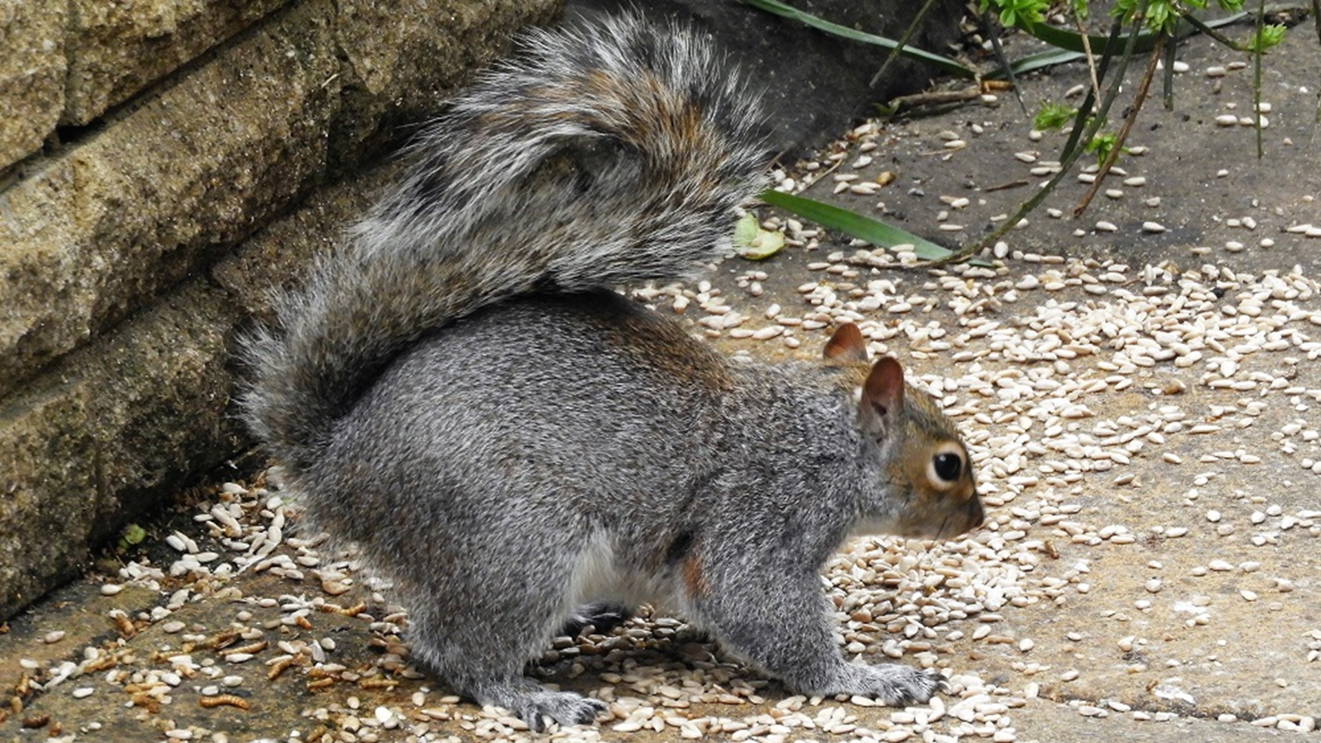 Grey Squirrel
Sciurus carolinensis