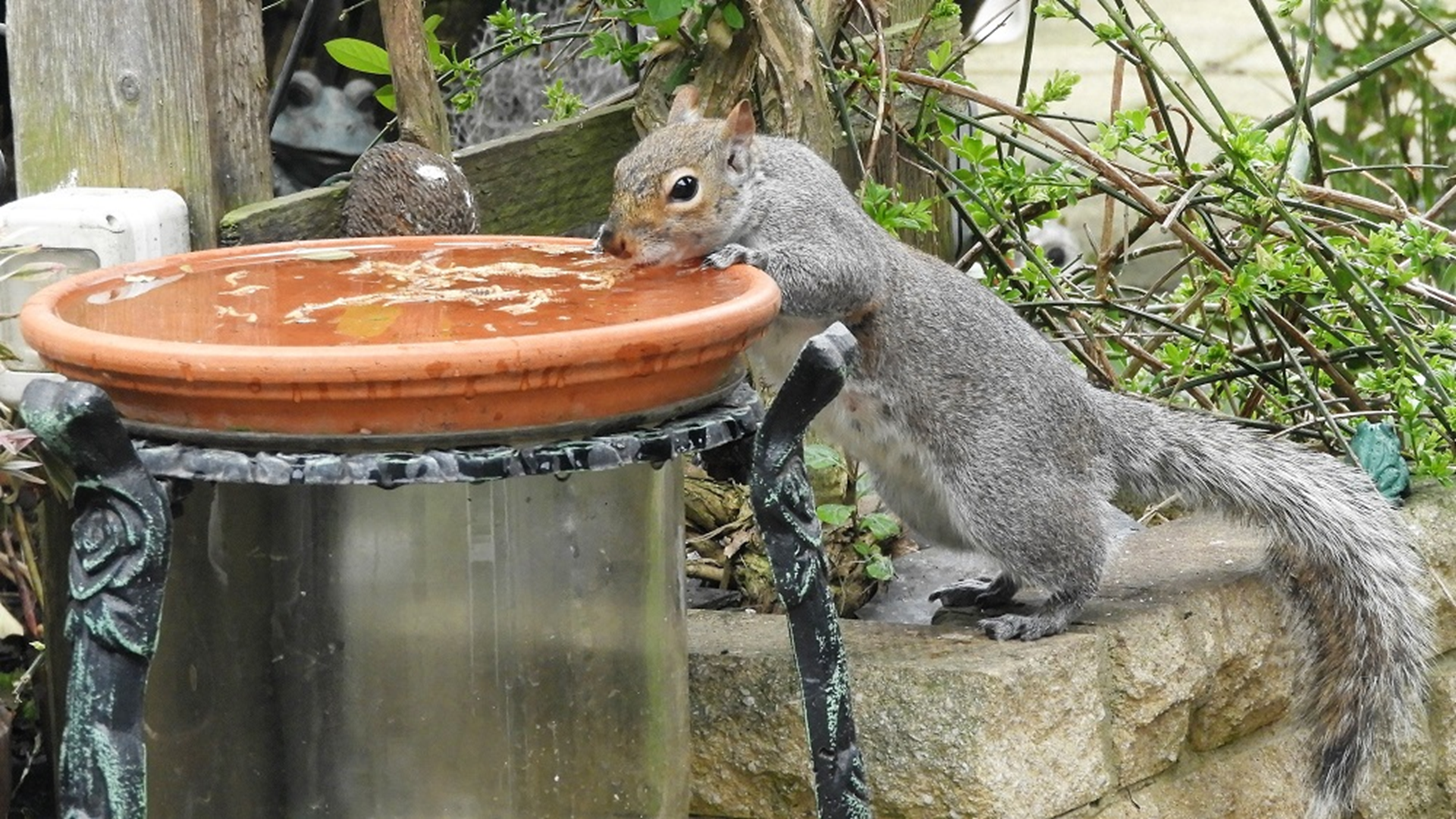 Grey Squirrel
Sciurus carolinensis