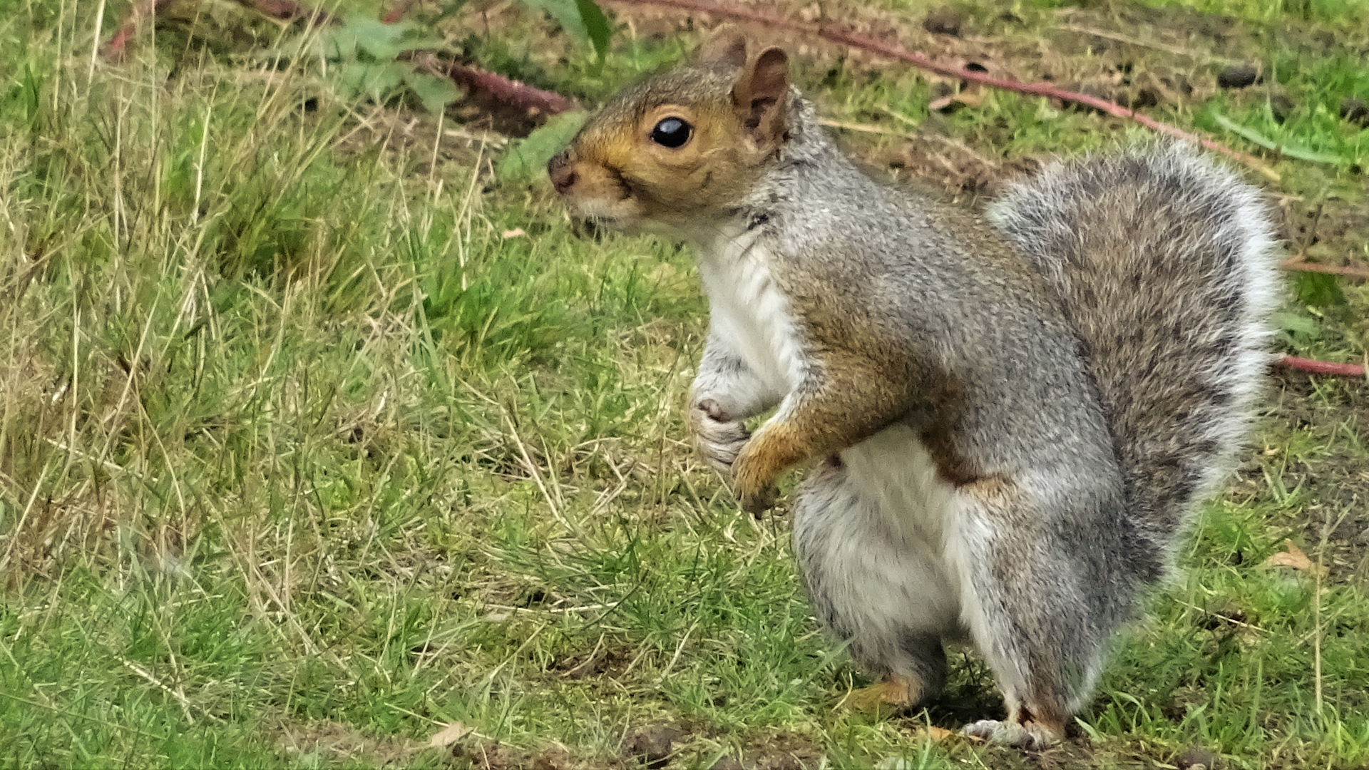 Grey Squirrel
Sciurus carolinensis