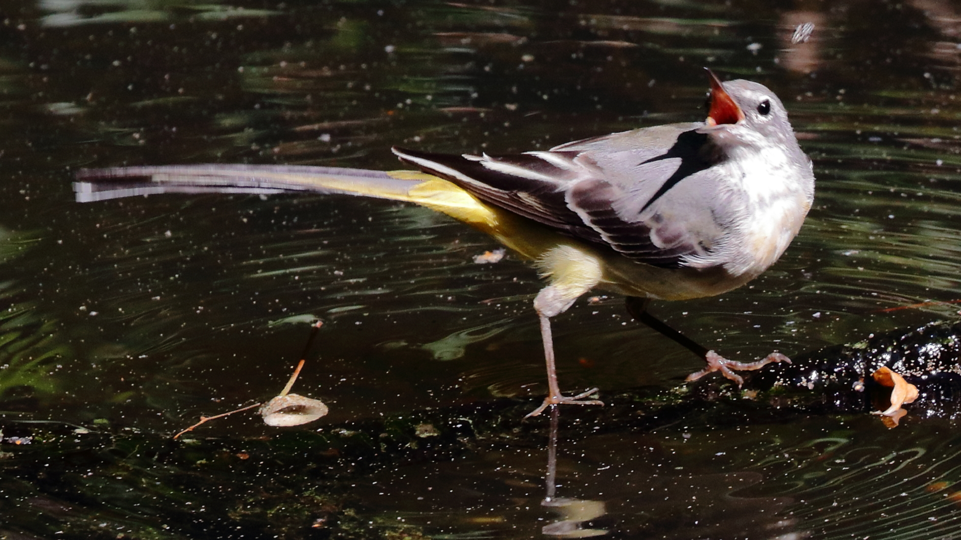 Grey Wagtail
Motacilla cinerea