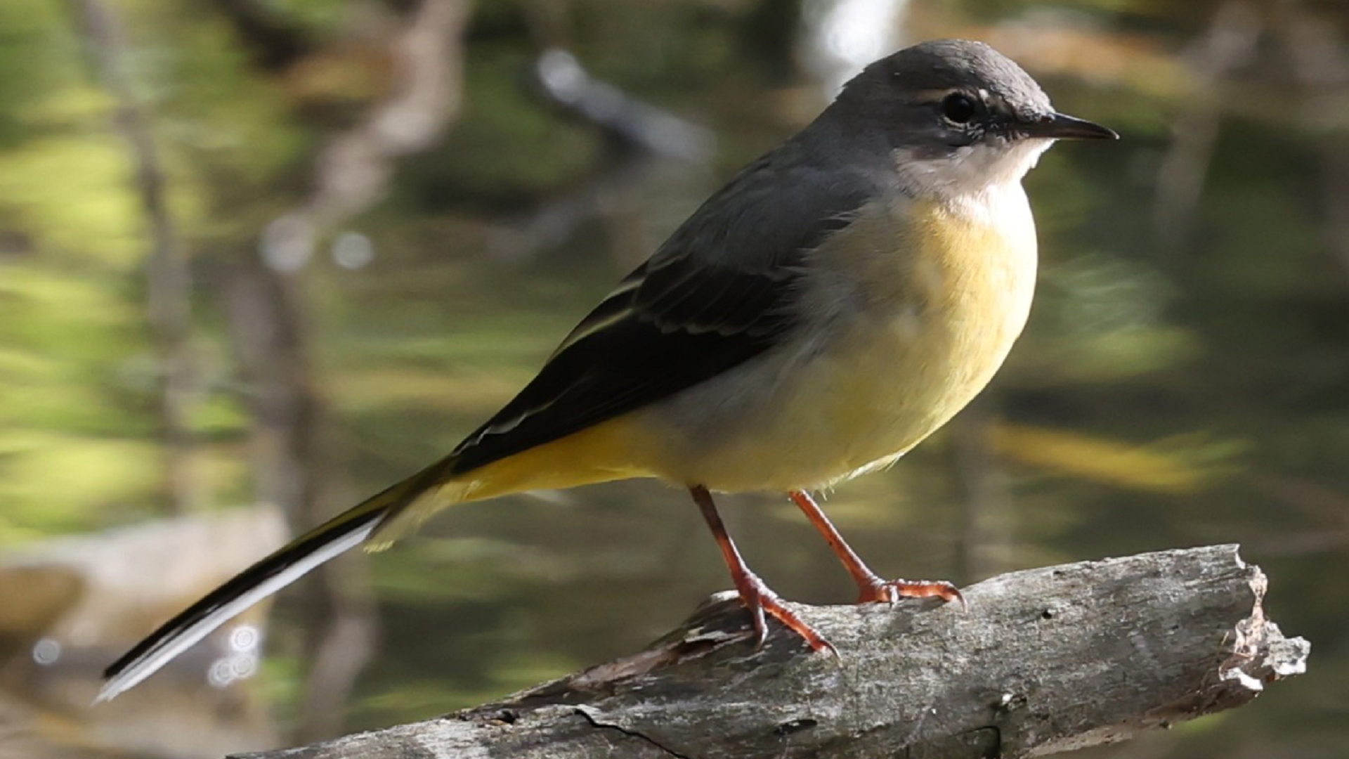 Grey Wagtail
Motacilla cinerea